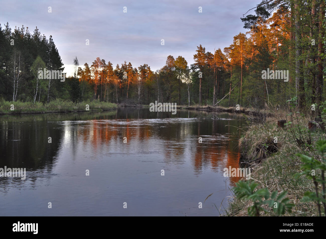 Der Nationalpark 'Rjasan Meshera', Russische Föderation. Abend am Fluss Wald PRA. Stockfoto