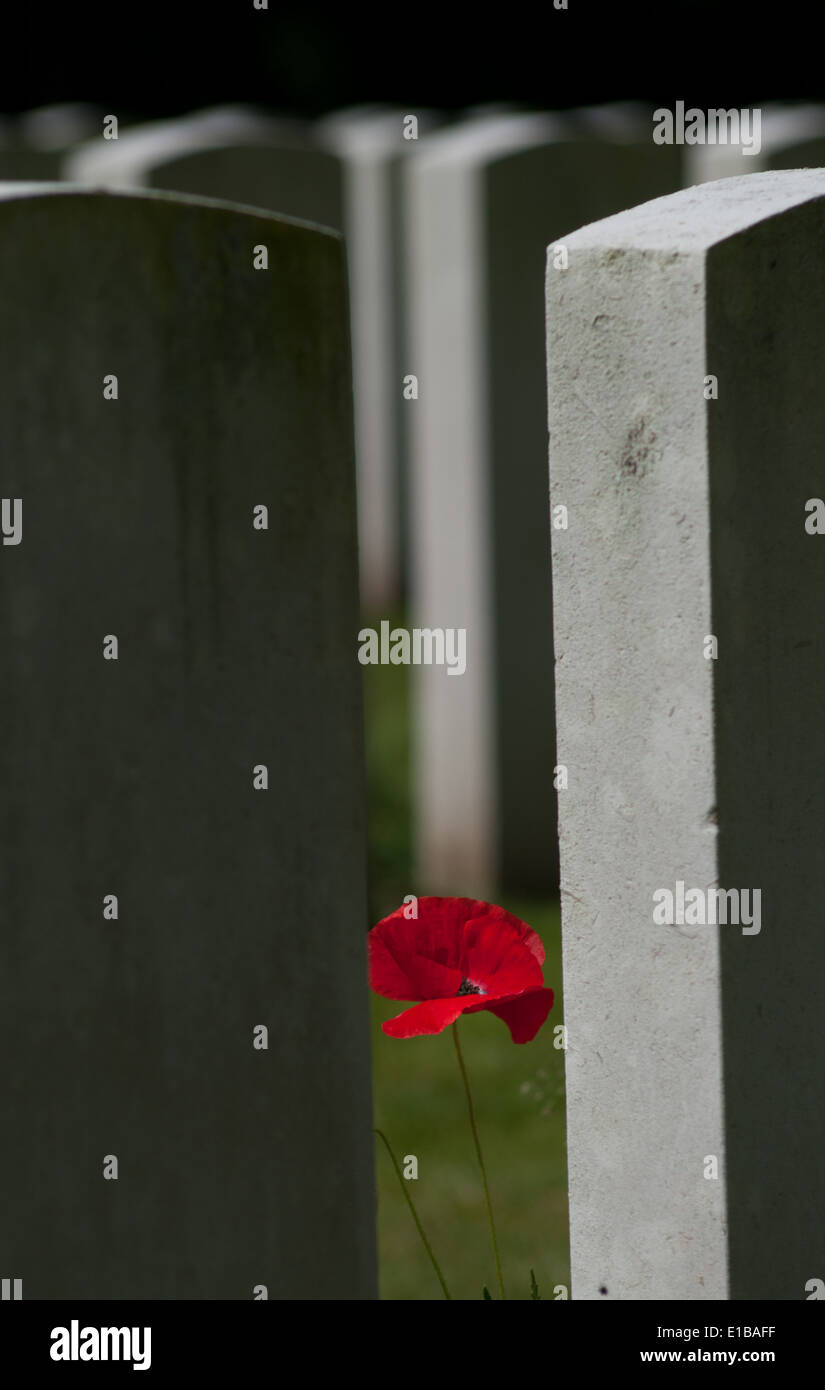 Einsamer Mohn unter Grabsteine in Etaples Militärfriedhof, größten britischen Soldatenfriedhof in Frankreich, Gräber 11.557 Stockfoto