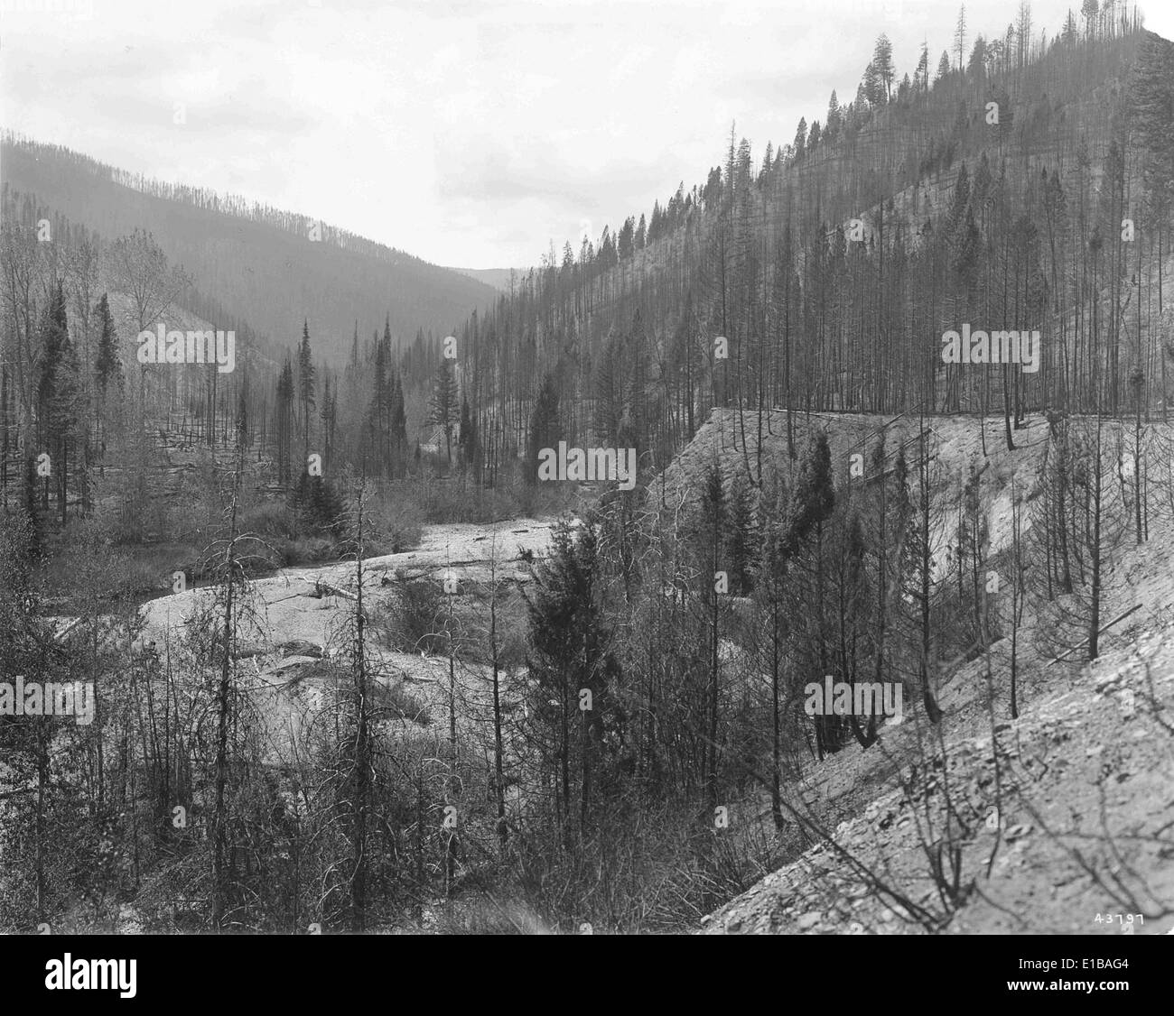 Die Brände von 1910 verwüsteten große Waldgebiete im Westen der Vereinigten Staaten, darunter Teile von Idaho, Montana und Wyoming. Dieses katastrophale Ereignis hatte lang anhaltende ökologische Auswirkungen auf Wälder und Wildtiere. Stockfoto