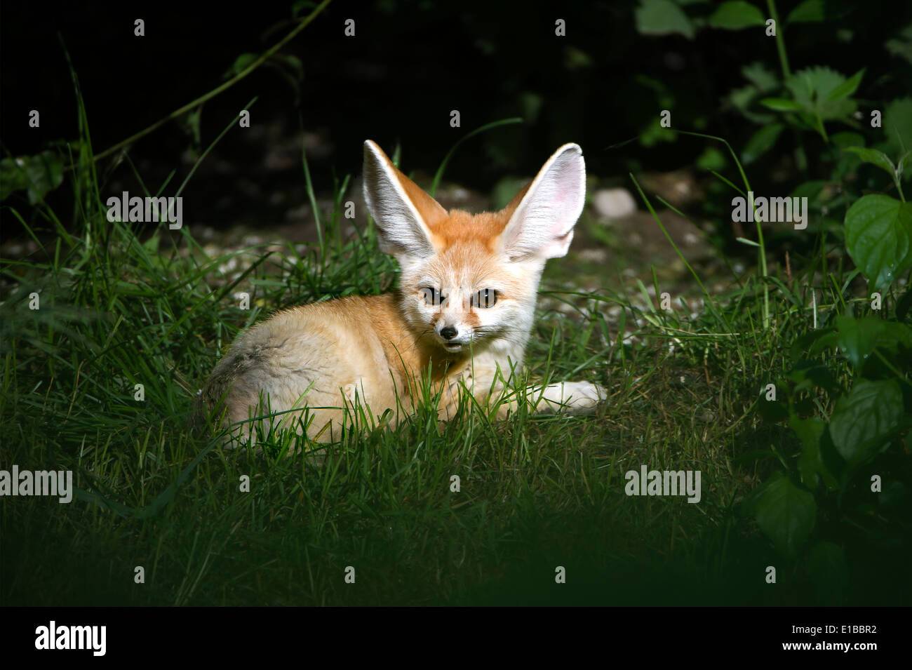 Fennek, Wüstenfuchs, Vulpes Zerda, Windhund, Fennec fox, Fennec, Tier, Stockfoto