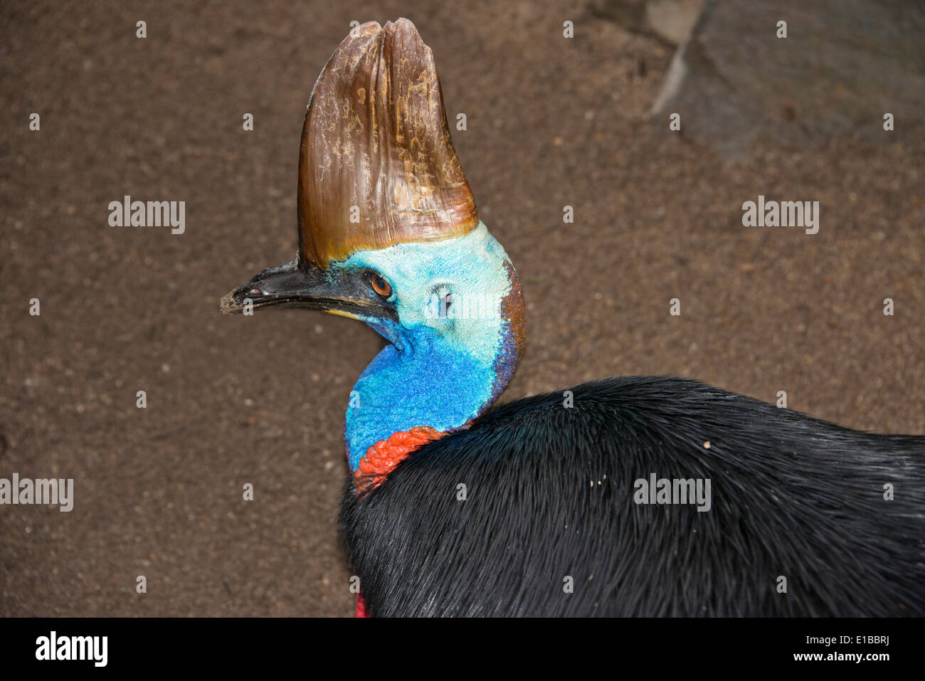 Australien, Queensland, Port Douglas. Tierwelt Lebensraum Zoo. Kasuar, großen flugunfähigen Vogel. Stockfoto
