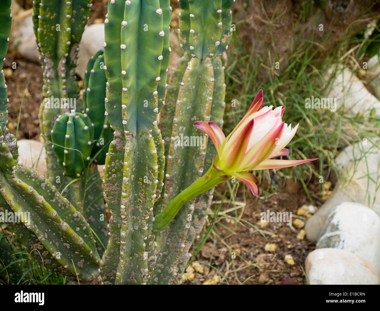 Kaktus Blütenknospe nur Schwellen- Stockfoto