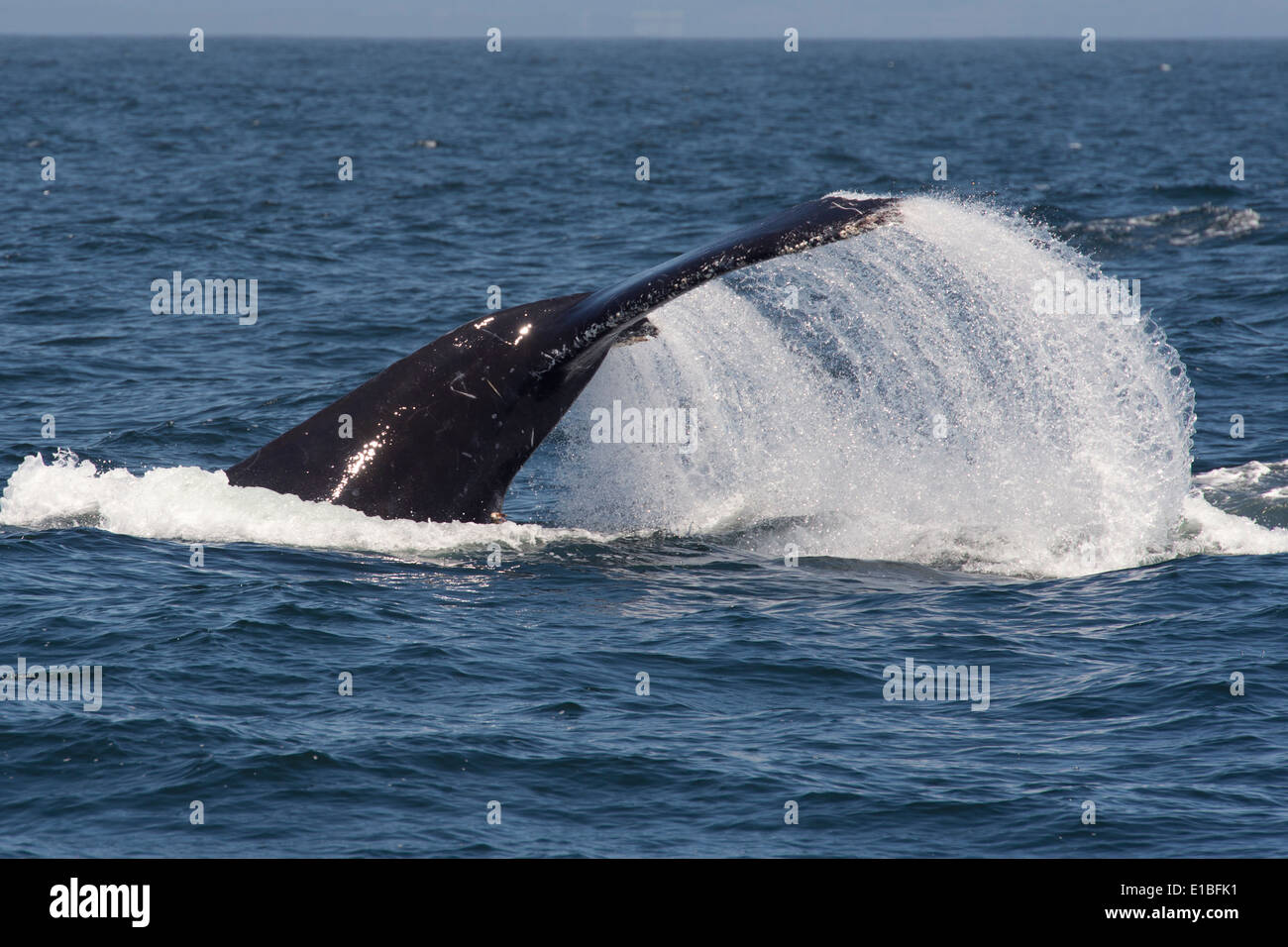 Buckelwal (Impressionen Novaeangliae) Lob-Tailing. Monterey, Kalifornien, Pacific Ocean. Stockfoto