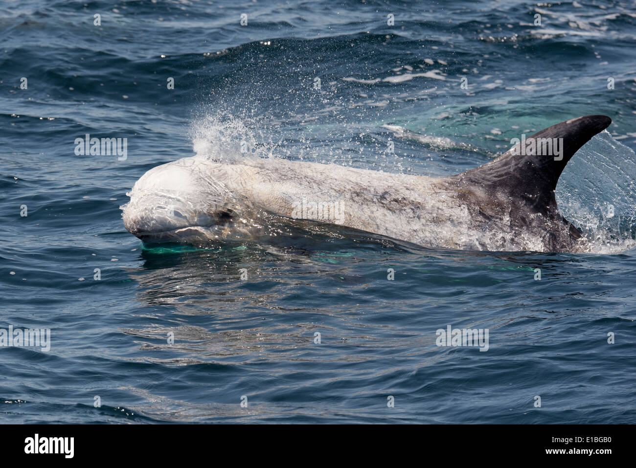 Risso Delphin (Grampus früh) auftauchen. Monterey, Kalifornien, Pacific Ocean. Stockfoto