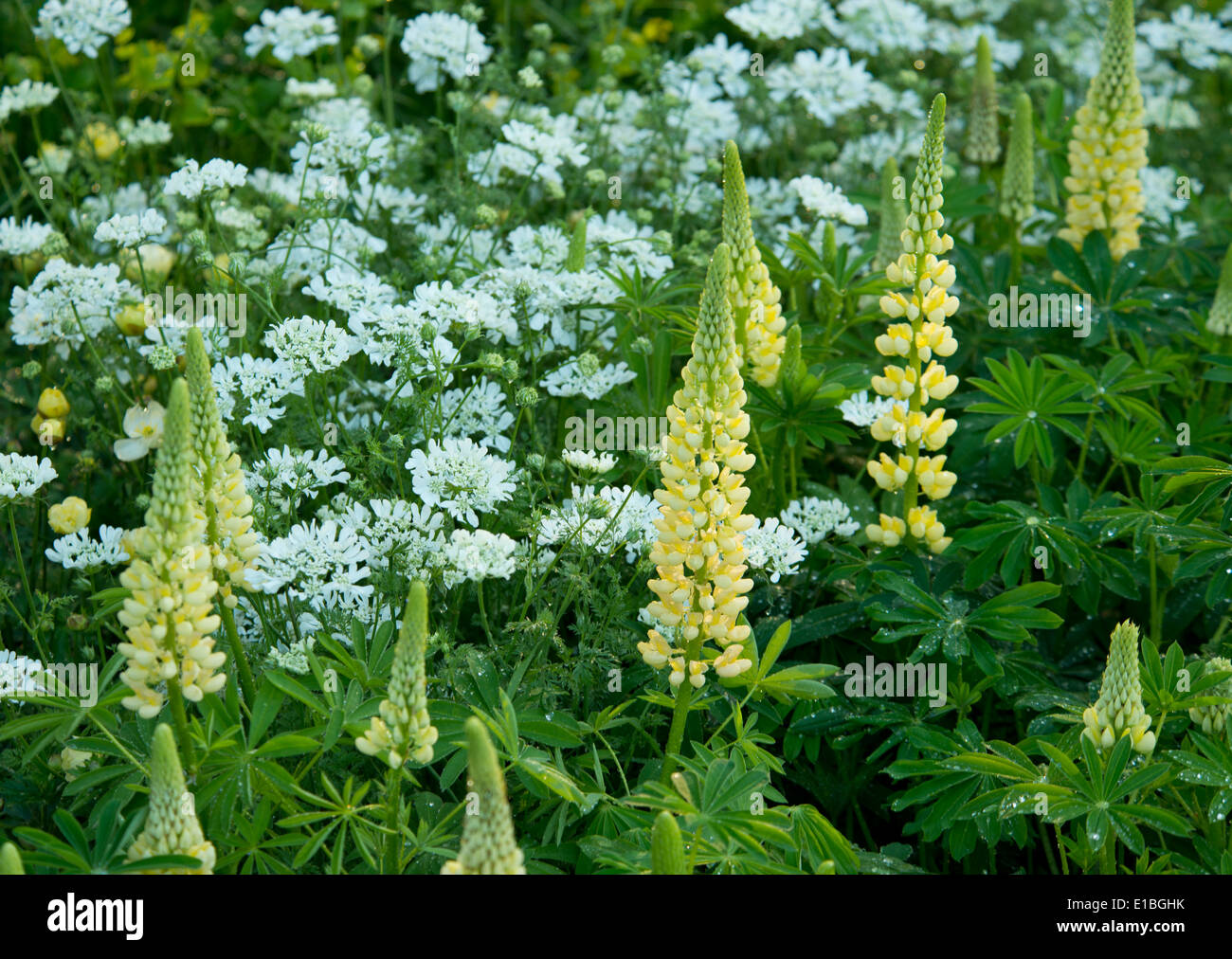 Eine Nahaufnahme der Pflanzen im Garten auf der Chelsea Flower Show 2014 Laurent-Perrier. Stockfoto