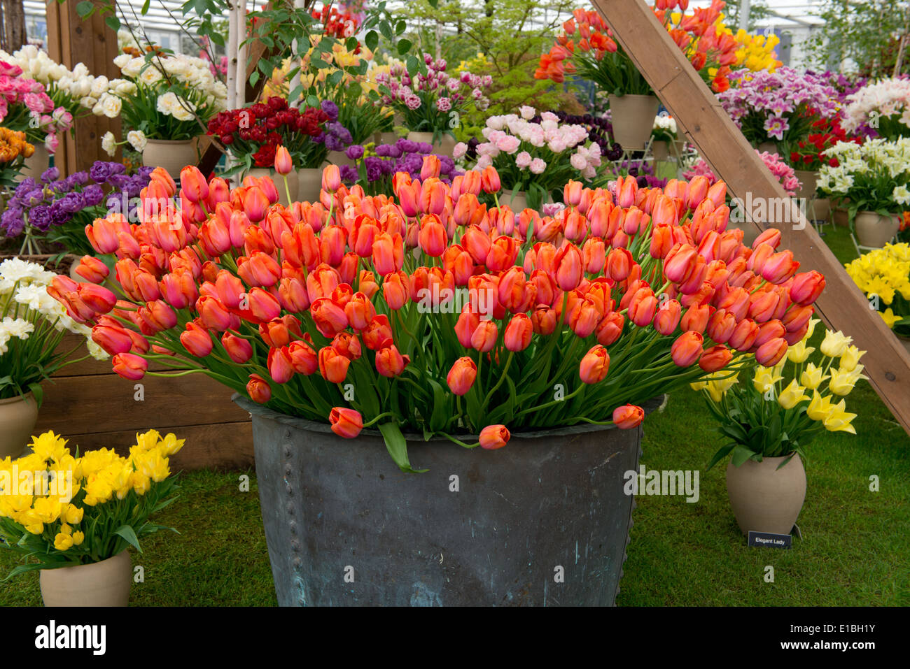 Eine große Wanne mit orange Tulpen an die Blom Lampen stehen bei der RHS Chelsea Flower Show, London UK Stockfoto