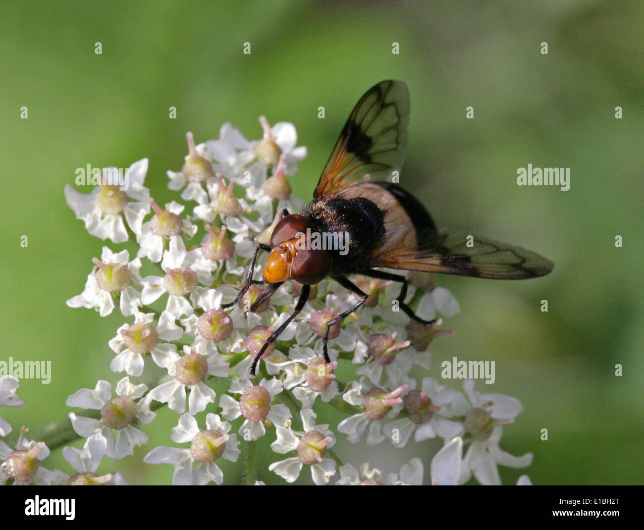 Pellucid Hoverfly, Volucella Pellucens, Syrphidae, Diptera, Weiblich, UK. Auch bekannt als Gürtel White Plume Horn Schwebfliege. Stockfoto