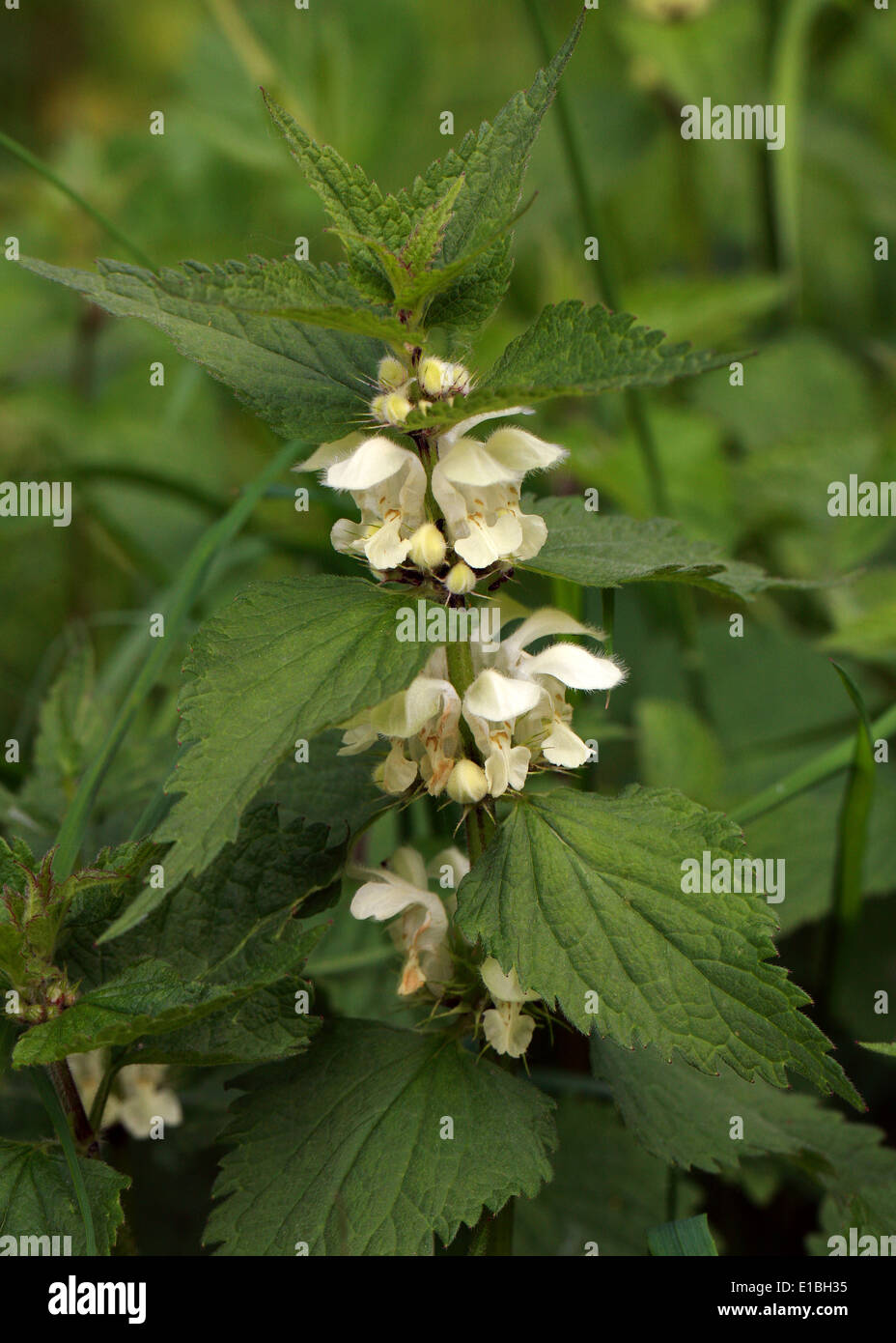 Weißen Toten Brennessel, Lamium Album, Lamiaceae. Stockfoto