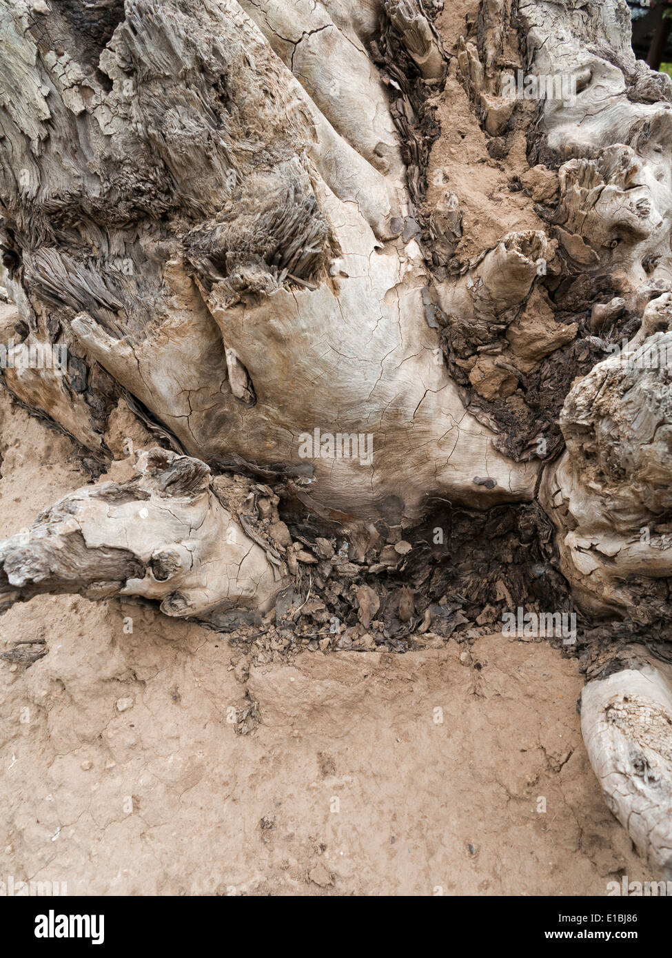 Nahaufnahme von knorrigen entwurzelte Baumstumpf Stockfoto