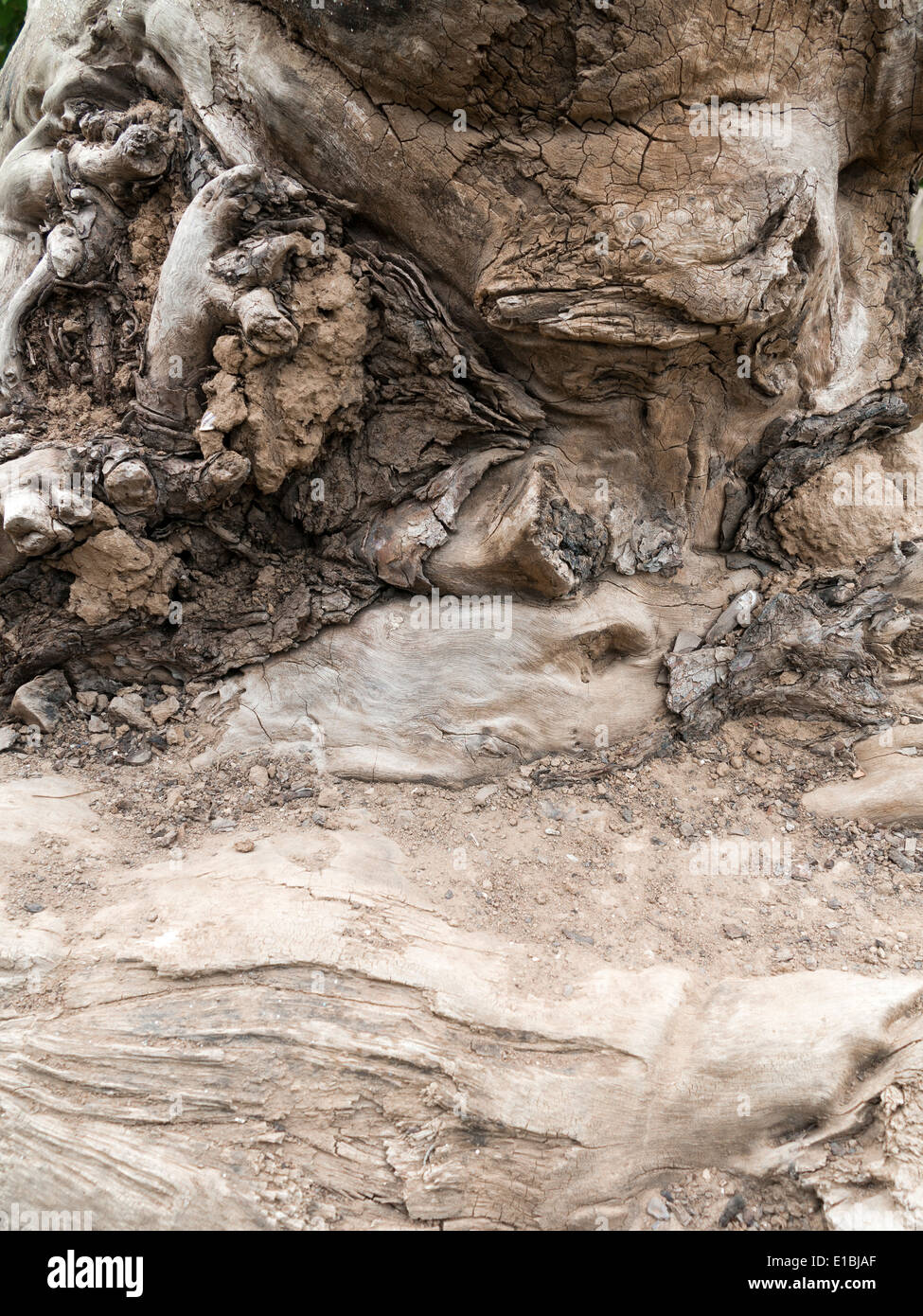 Nahaufnahme von knorrigen entwurzelte Baumstumpf Stockfoto