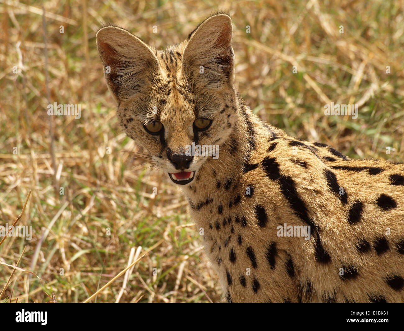 Serval Katze (Leptailurus Serval) mit charakteristische Markierungen Blick in Richtung Kamera auf Grünland Jagdgründe der Masai Mara Stockfoto