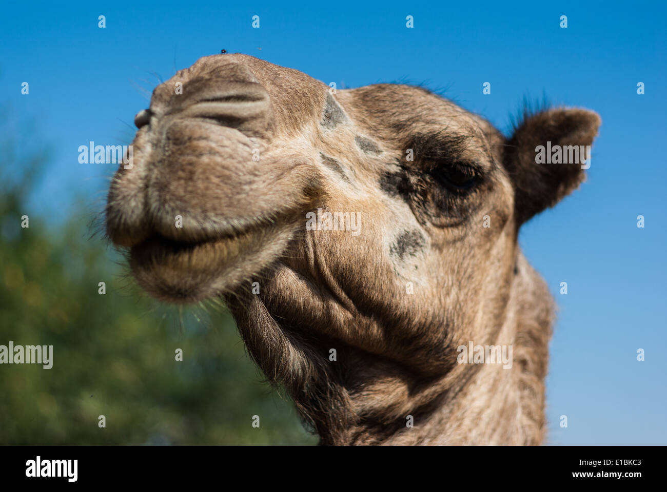 Camels Lächeln, Jabel Sesi, Nord-Sudan Stockfoto