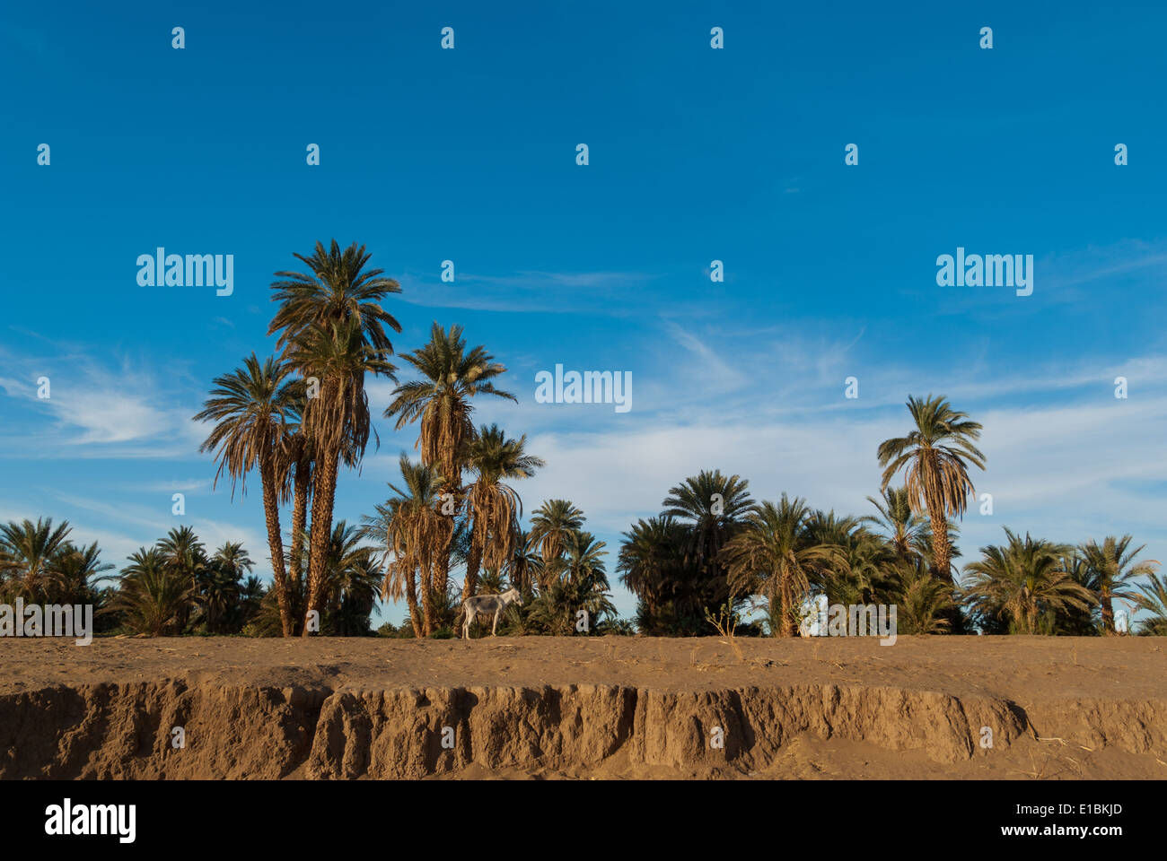 Esel und Palmen am Nil-Ufer in der Nähe Abri, Nord-Sudan Stockfoto