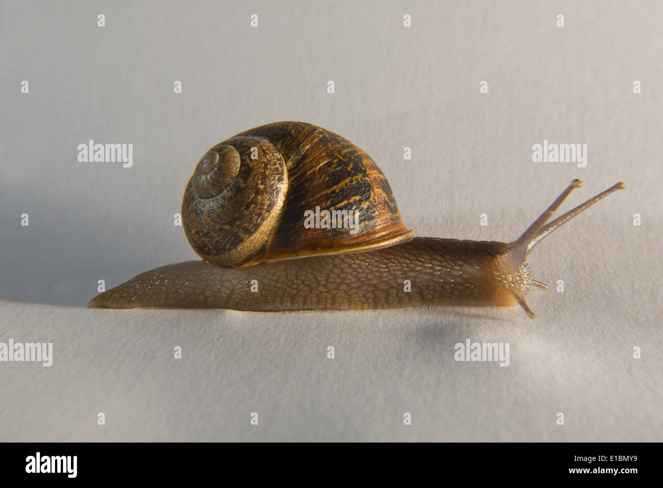 Garten-Schnecke auf Seite auf weißem Hintergrund. Makroaufnahme Stockfoto