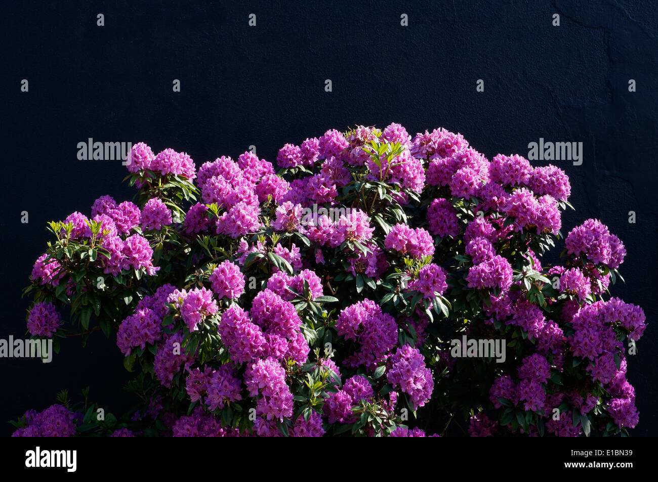 Purple Rhododendron auf schwarzem Hintergrund Stockfoto