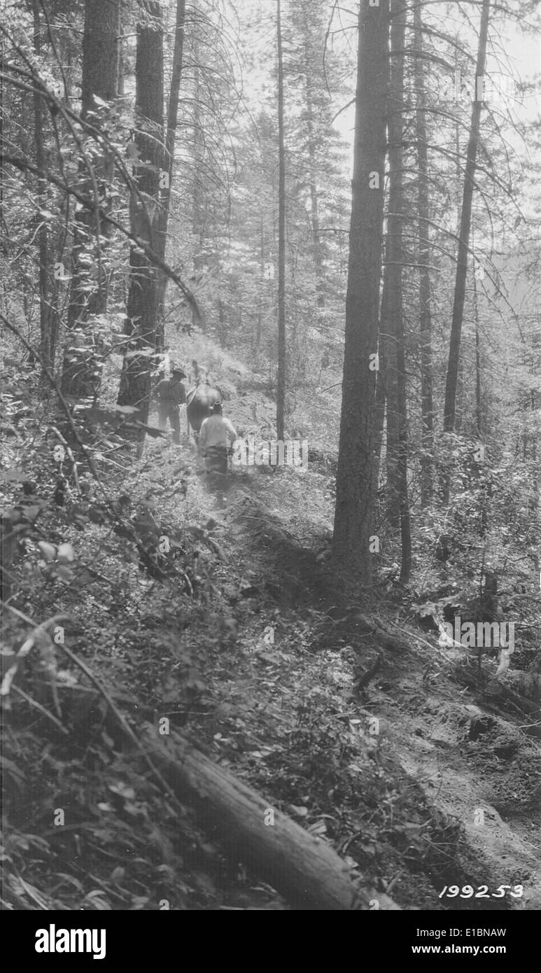 Archivfotos aus den Archiven der nördlichen Region dokumentieren die Geschichte von Ingenieursprojekten, Waldbewirtschaftung und frühen Erhaltungsmaßnahmen in nationalen Wäldern. Stockfoto