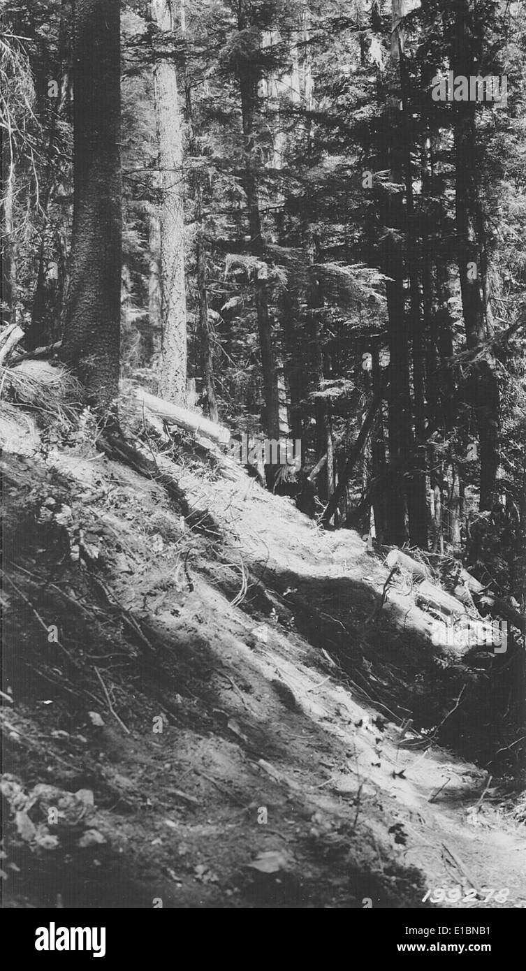 Das Northern Region Archives beherbergt historische Fotos und Dokumente im Zusammenhang mit Forstwirtschaft und -Erhaltung im Norden der USA. Diese Sammlung ist eine wichtige Ressource für das Verständnis der Umweltgeschichte der Region. Stockfoto