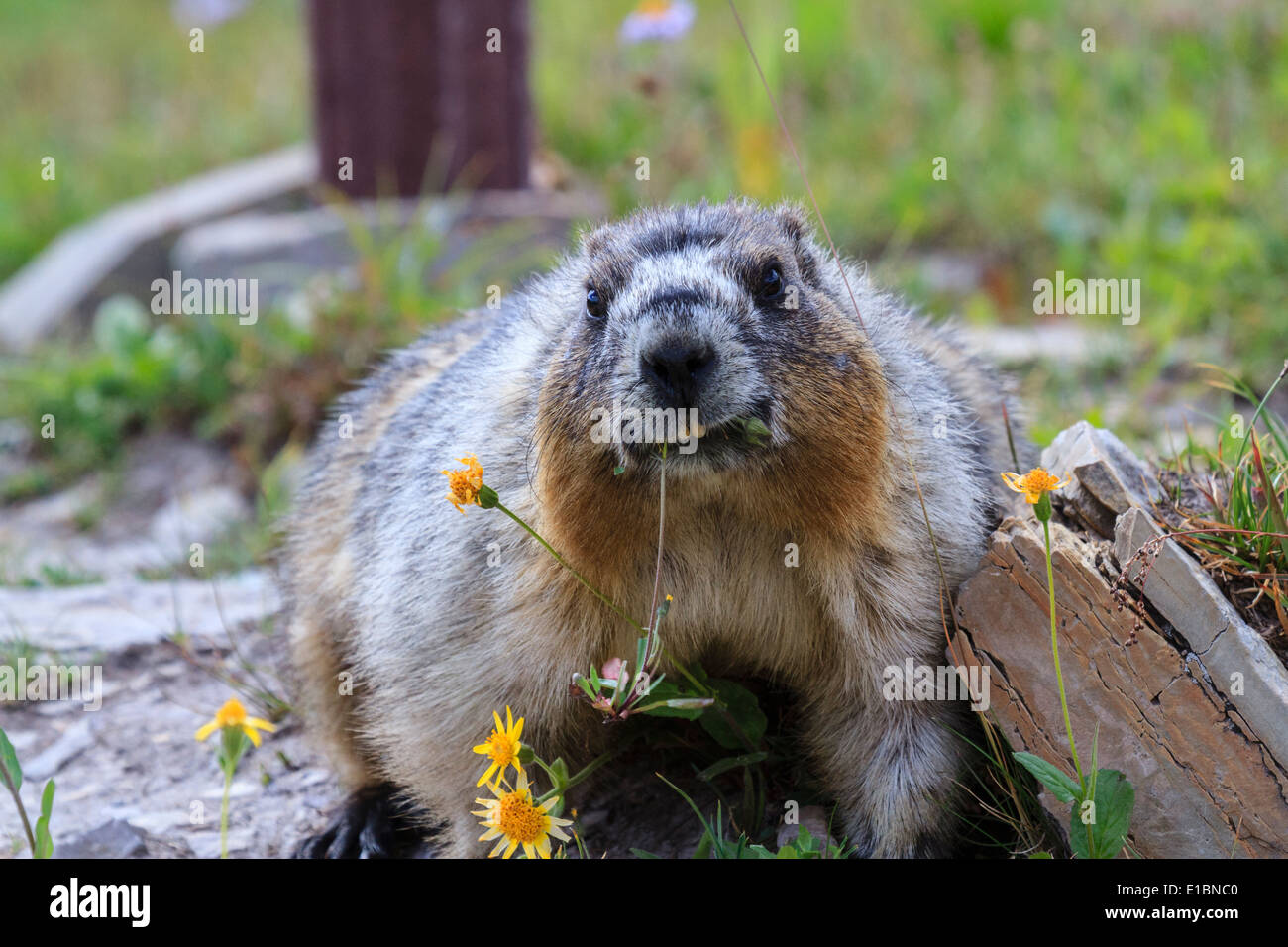 Murmeltier Essen Wildblumen, Hidden Lake Trail, Logan Pass, Glacier National Park, Montana Stockfoto