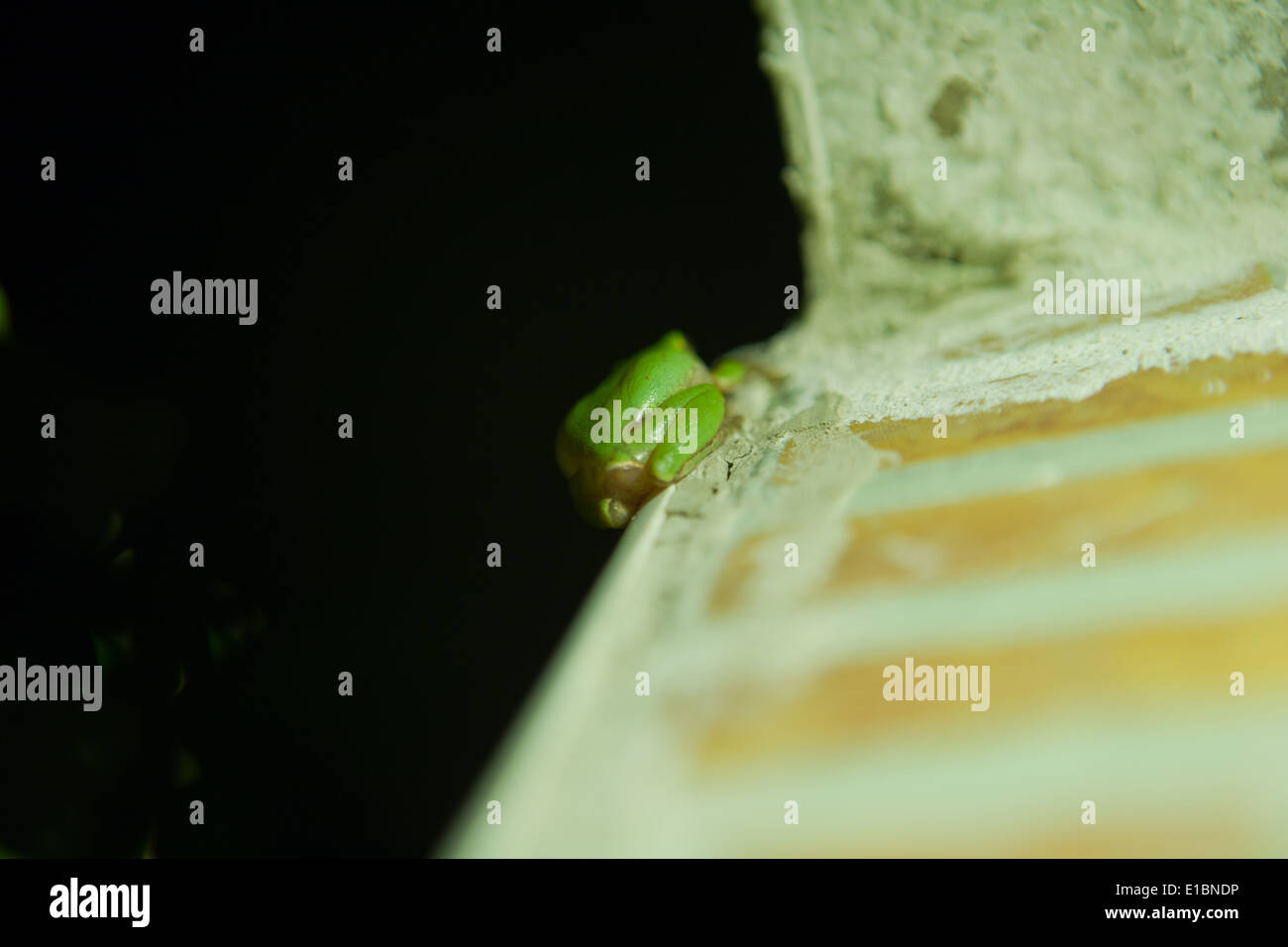 Hyla Arborea oder Baum Frosch, einen niedlichen kleinen grünen Frosch Kletterwand ein Haus in der Nacht Stockfoto