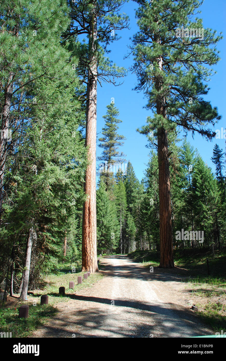 Sam Billings Campground im Bitterroot National Forest bietet eine ruhige Umgebung für Outdoor-Enthusiasten. Der Campingplatz in der Nähe des Painted Rocks Lake und des West Fork Ranger District bietet Möglichkeiten zum Camping, Wandern und Genießen der umliegenden Natur. Stockfoto