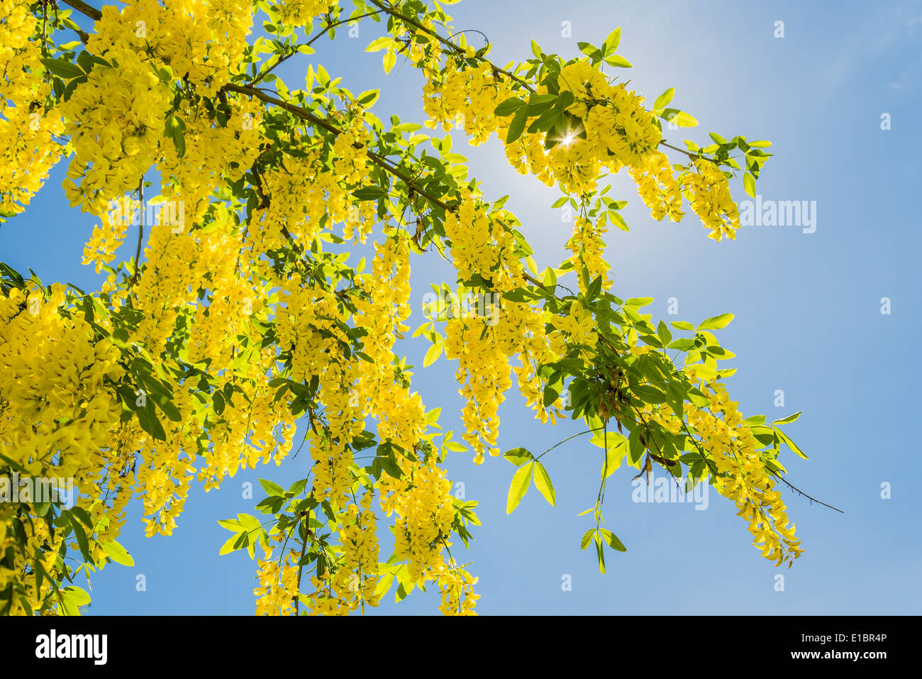 Laburnum Anagyroides Baum Blüten Stockfoto