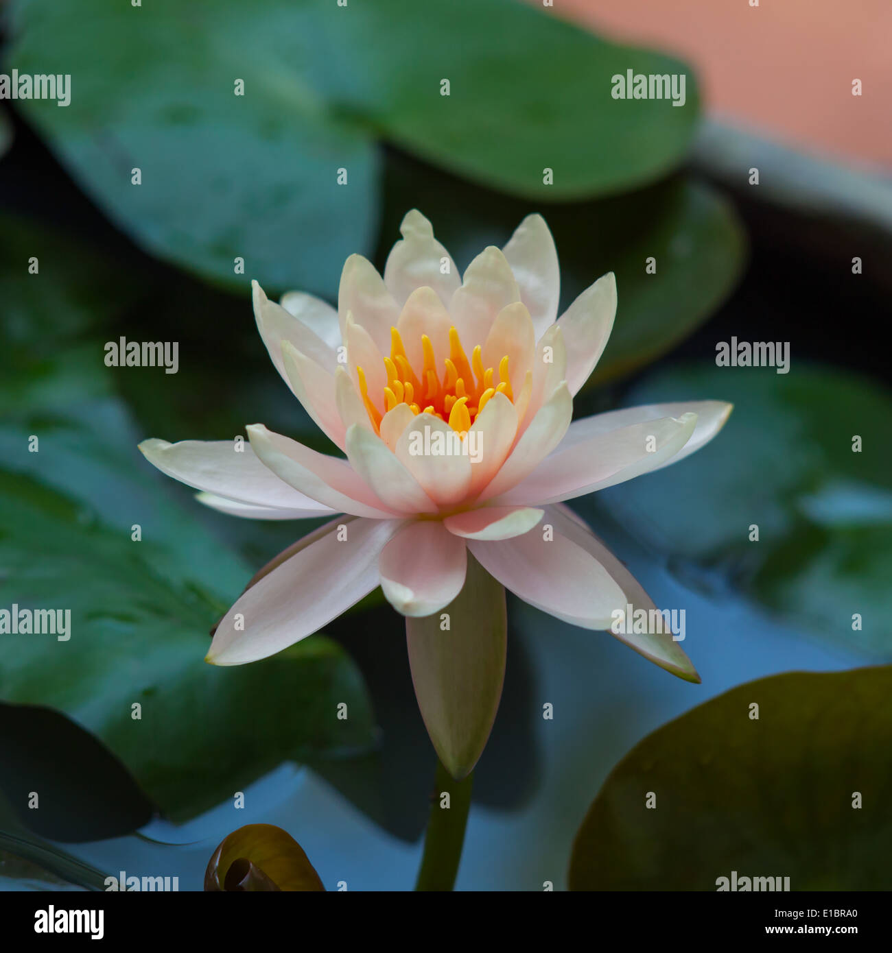 Weißer lotus Stockfoto
