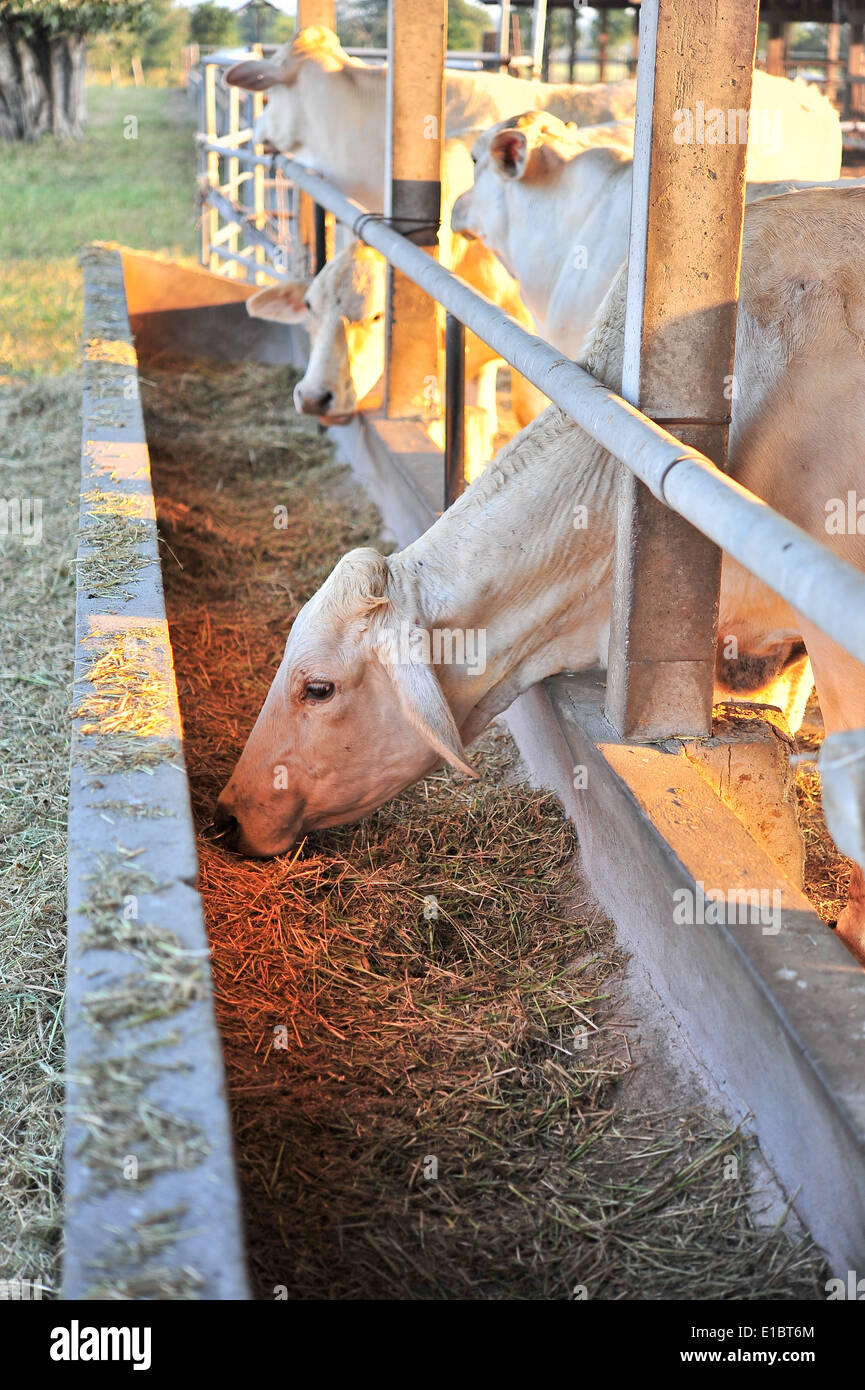 Bio-Rindfleisch Kühe füttern in thailand Stockfoto