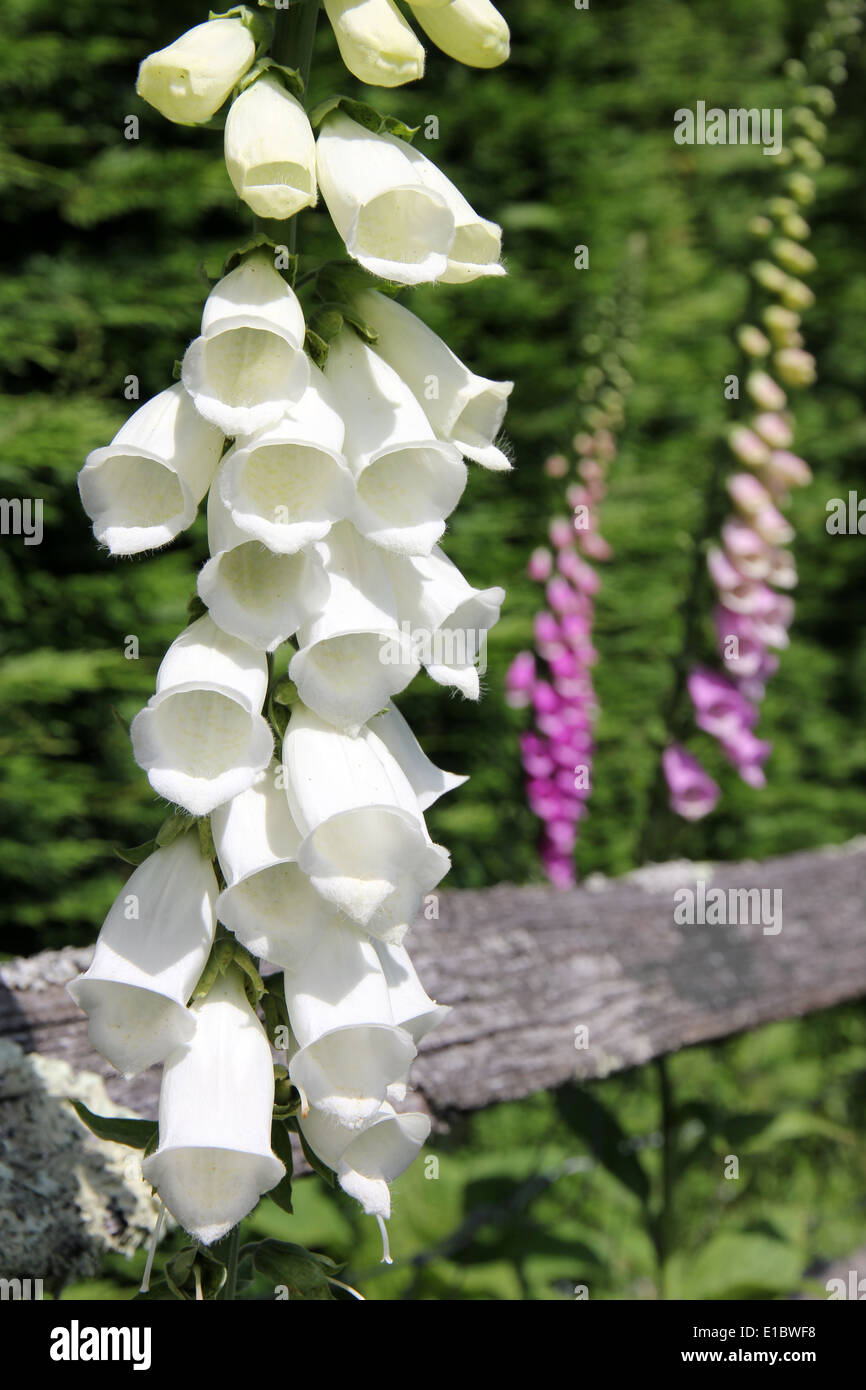 Englische Frühling Fingerhut Blumen in Sussex Hecke England Stockfoto