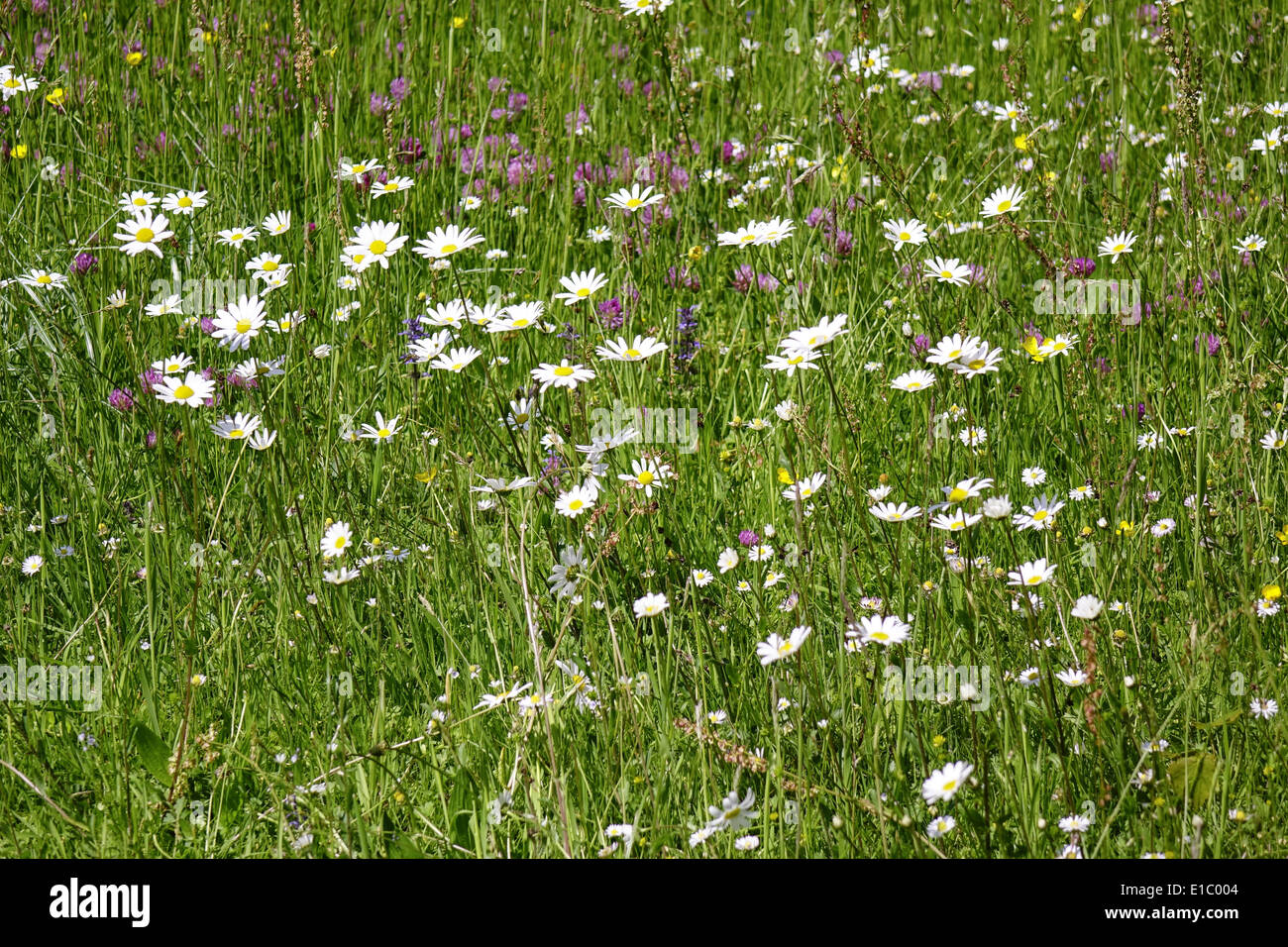 Wiese Mit Magerwiesen Margeriten Leucanthemum Vulgare Auch Wiesen wiese-mit-magerwiesen-margeriten-leucanthemum-vulgare-auch-wiesen