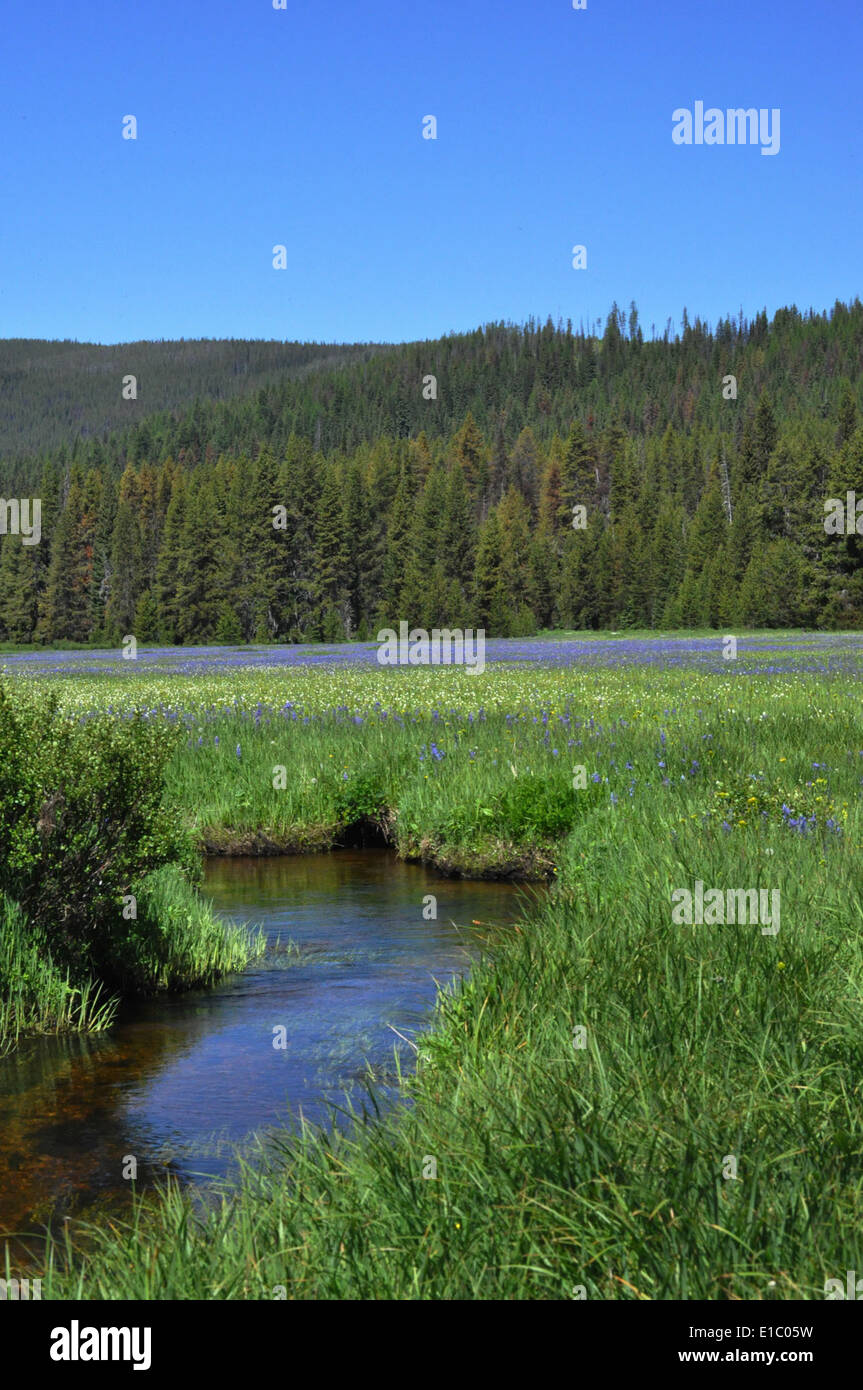 Ein ruhiger Blick auf die Packer Meadows im National Park System, aufgenommen im Juni 2012 von Roger M. Peterson. Das Foto zeigt die üppigen Wiesen und die Biodiversität der Gegend, die für die Erhaltung und ökologische Studien wichtig ist. Stockfoto