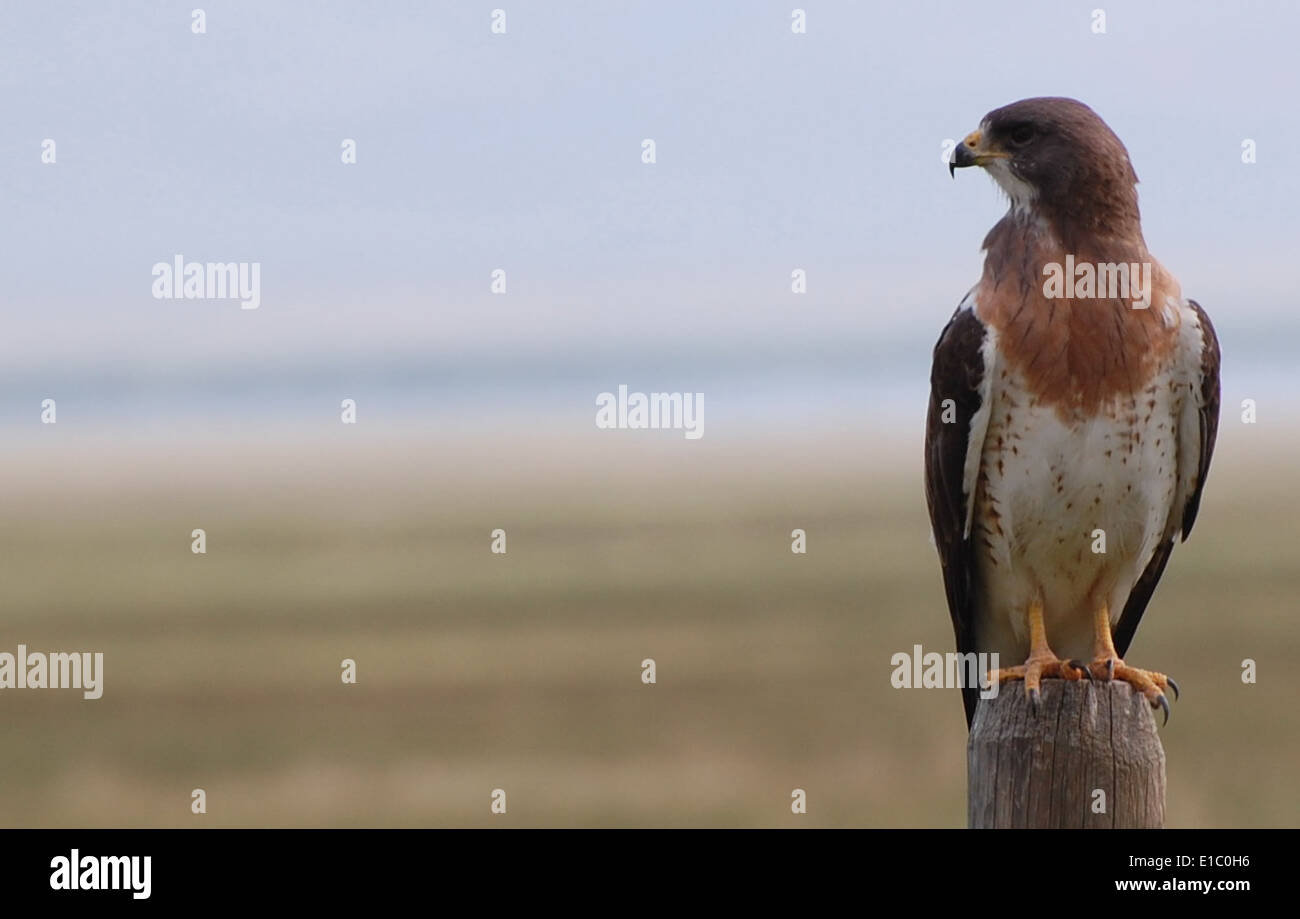 npnht-Red-Rock-Lakes-NWR-Hawk-07112012-rogermpeterson-009 Stockfoto