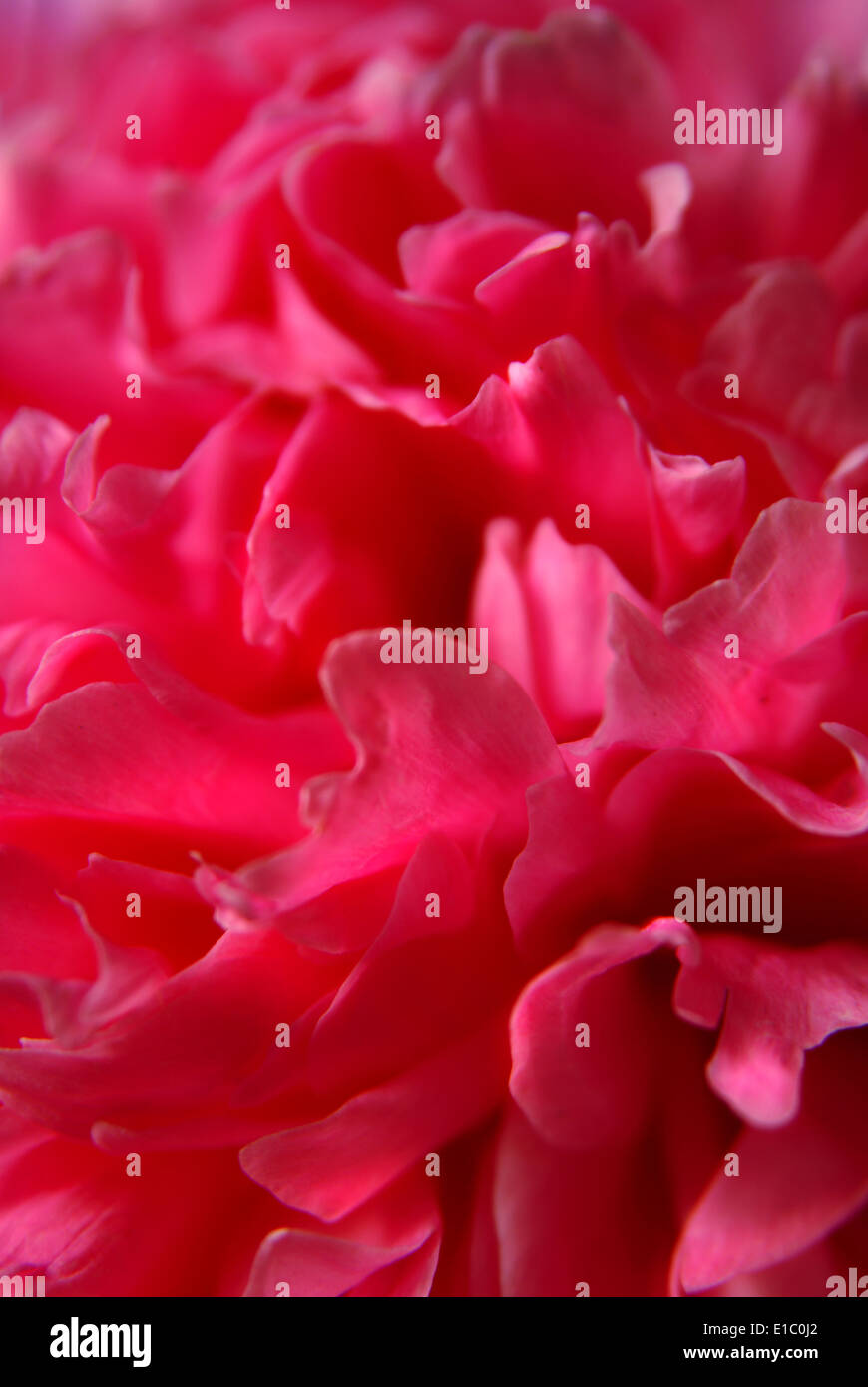 Rosa Pfingstrose einzelne Blume in Nahaufnahme Stockfoto