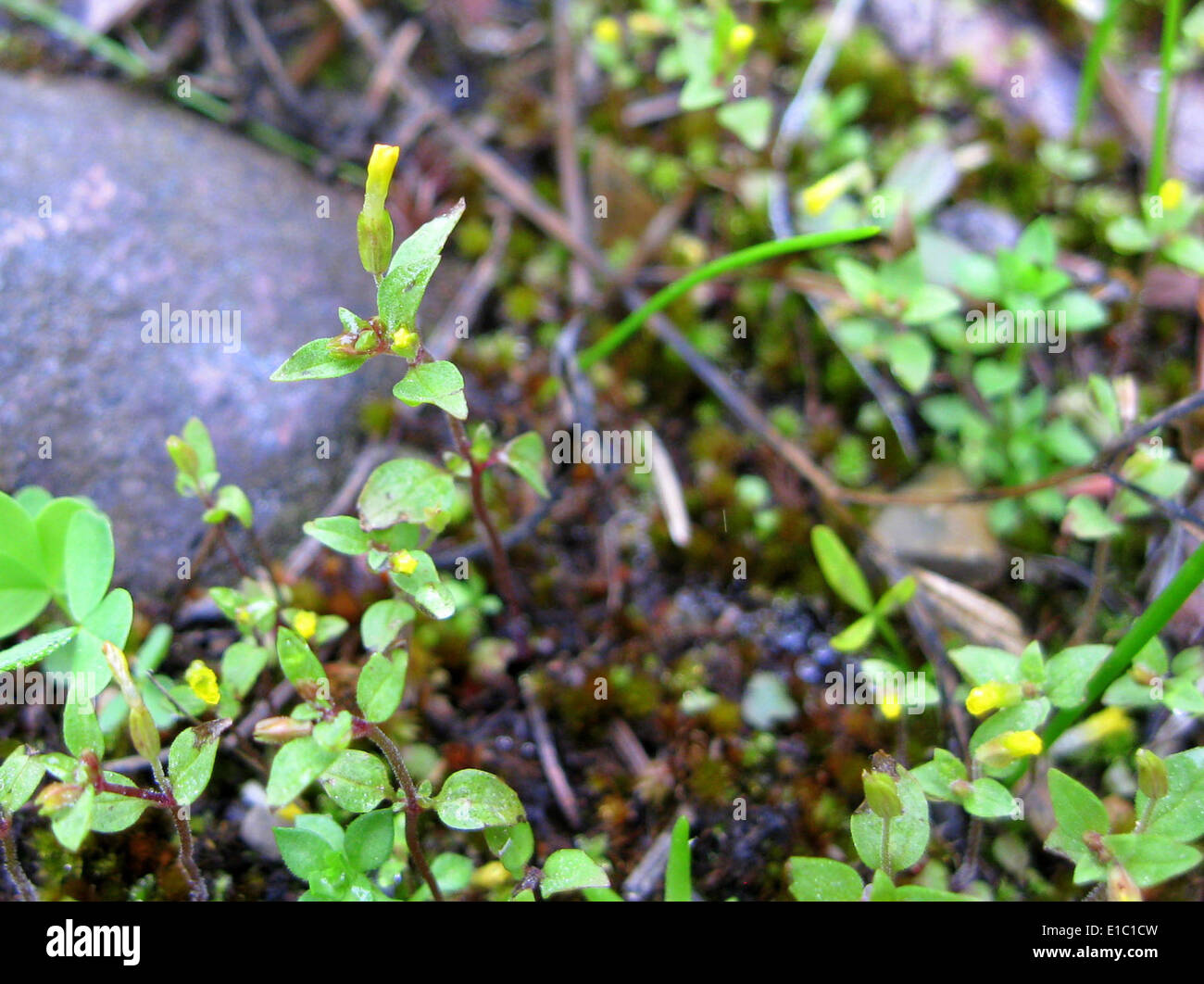 Kurz-geblümten Monkeyflower (Mimulus Breviflorus) Stockfoto