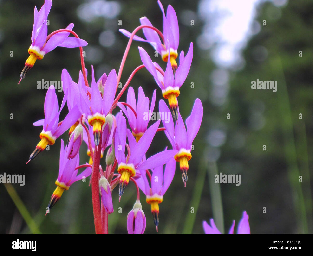 Die Sternschnuppe Dodecatheon pulchellum, eine Frühlingswildblume, ist im Flathead National Forest in Montana, einem Teil der nördlichen Region, zu finden. Die Blüte blüht im Frühjahr und trägt zur saisonalen Artenvielfalt des Waldes bei. Stockfoto