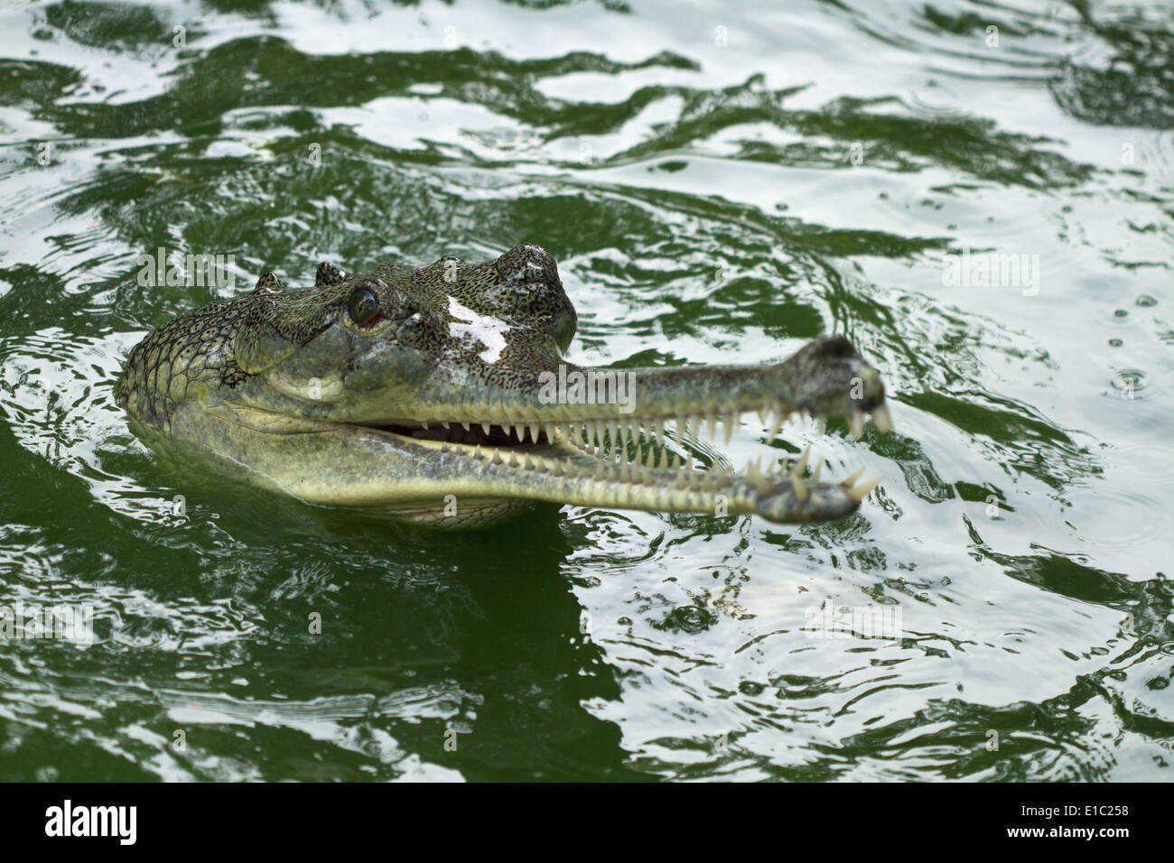 Weibliche Gangesgavial, Gavialis Gangeticus. Vom Aussterben bedrohte Arten. Von Fisch ernähren. Mammalapuram, Tamil Nadu, Indien Stockfoto