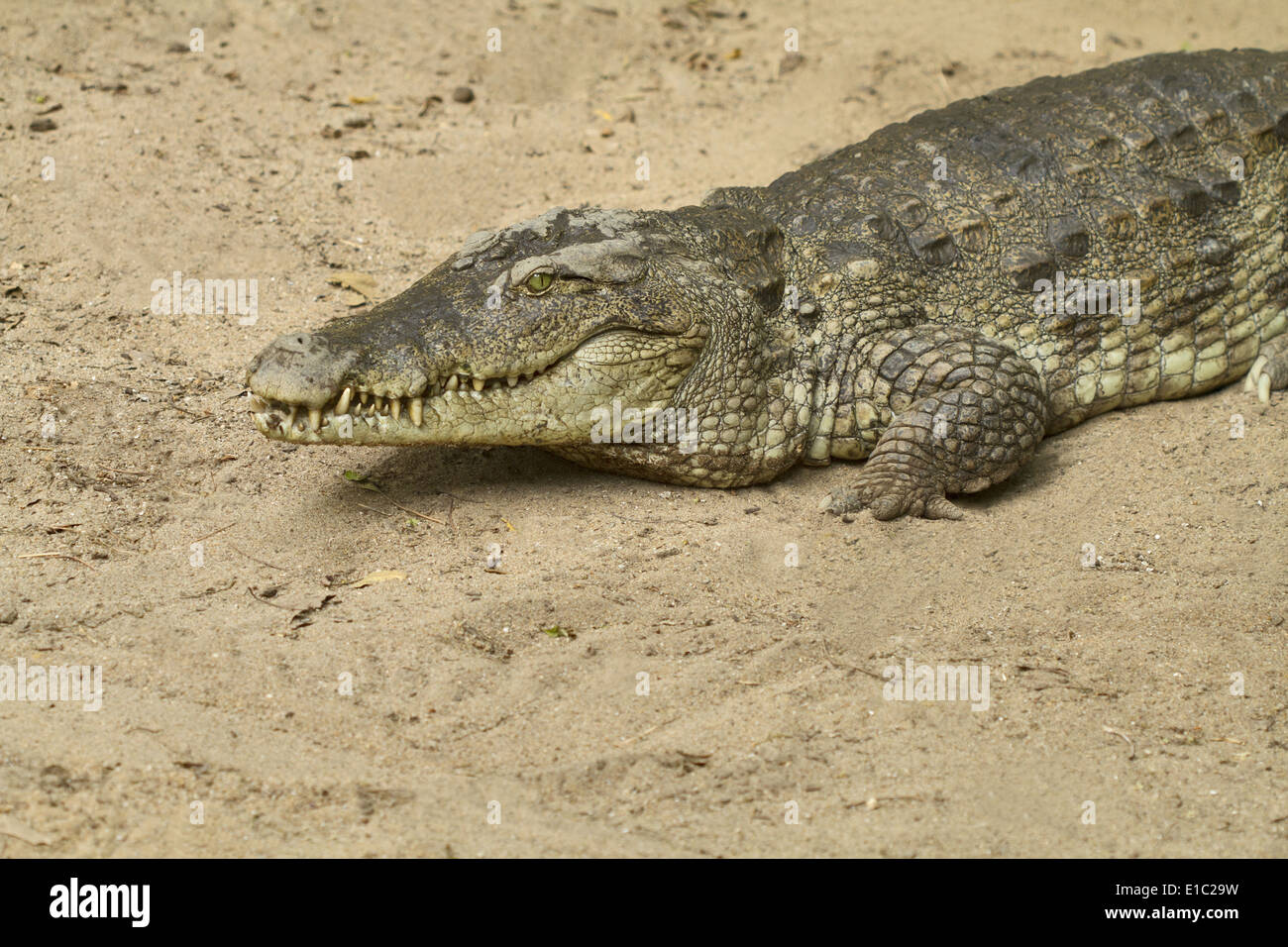 Salzwasser-Krokodil, Leistenkrokodil, Crocodylus Porosus in der Sonne aalen. Mammalapuram, Tamil Nadu, Indien Stockfoto