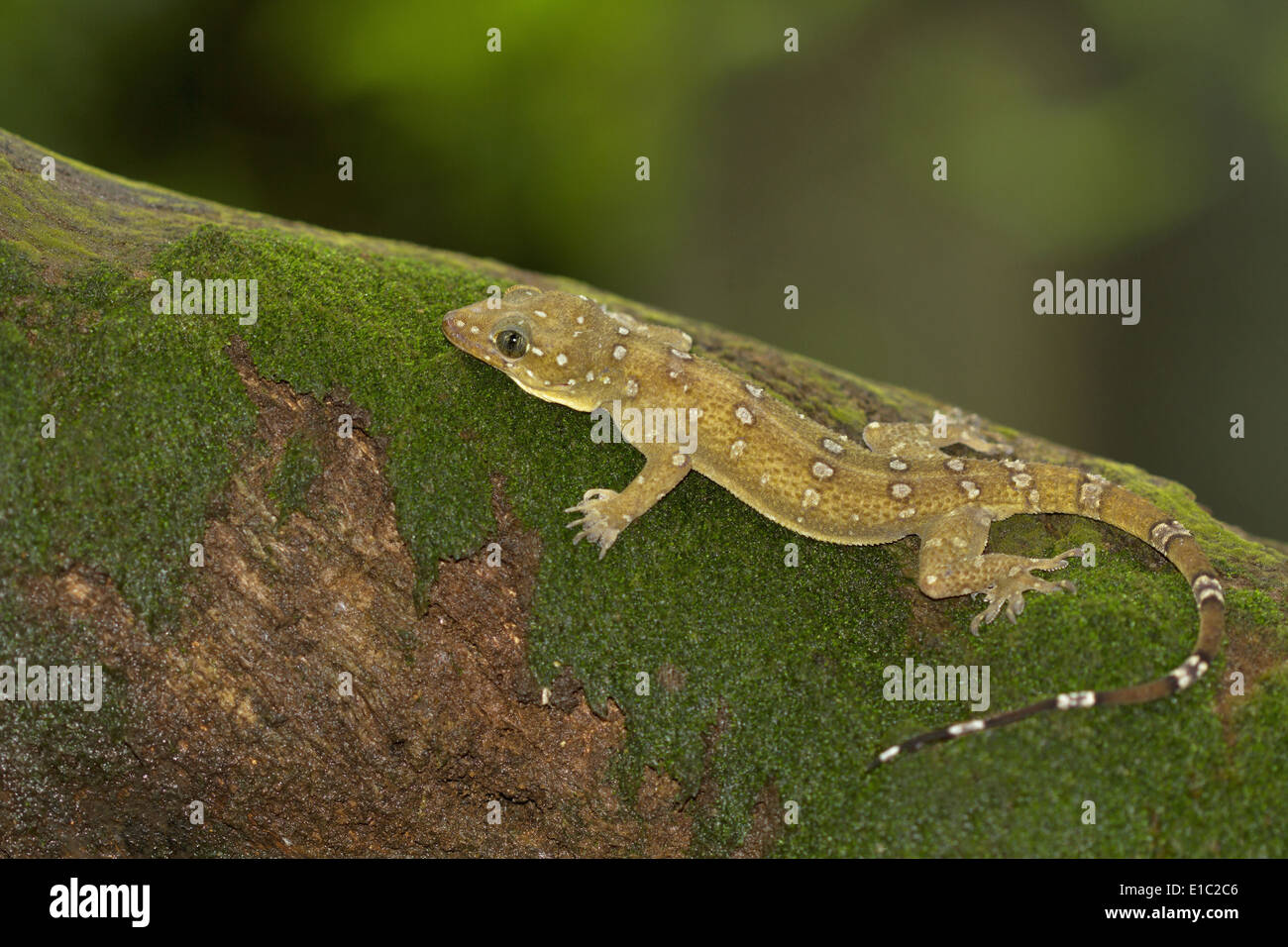 BOMBAY LEAF-TOED GECKO, PRASADs GECKO, Hemidactylus Prashadi, eine endemische Art von Goa, Western Ghats, Indien Stockfoto