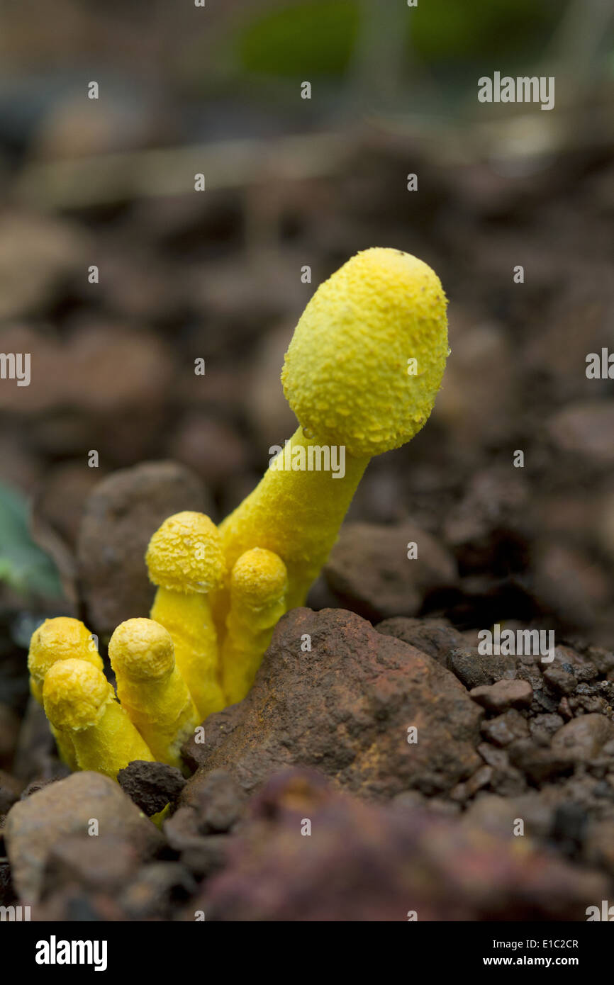 Unbekannte Arten von ungenießbaren Pilz, Laterit-Plateau, Goa, Indien Stockfoto