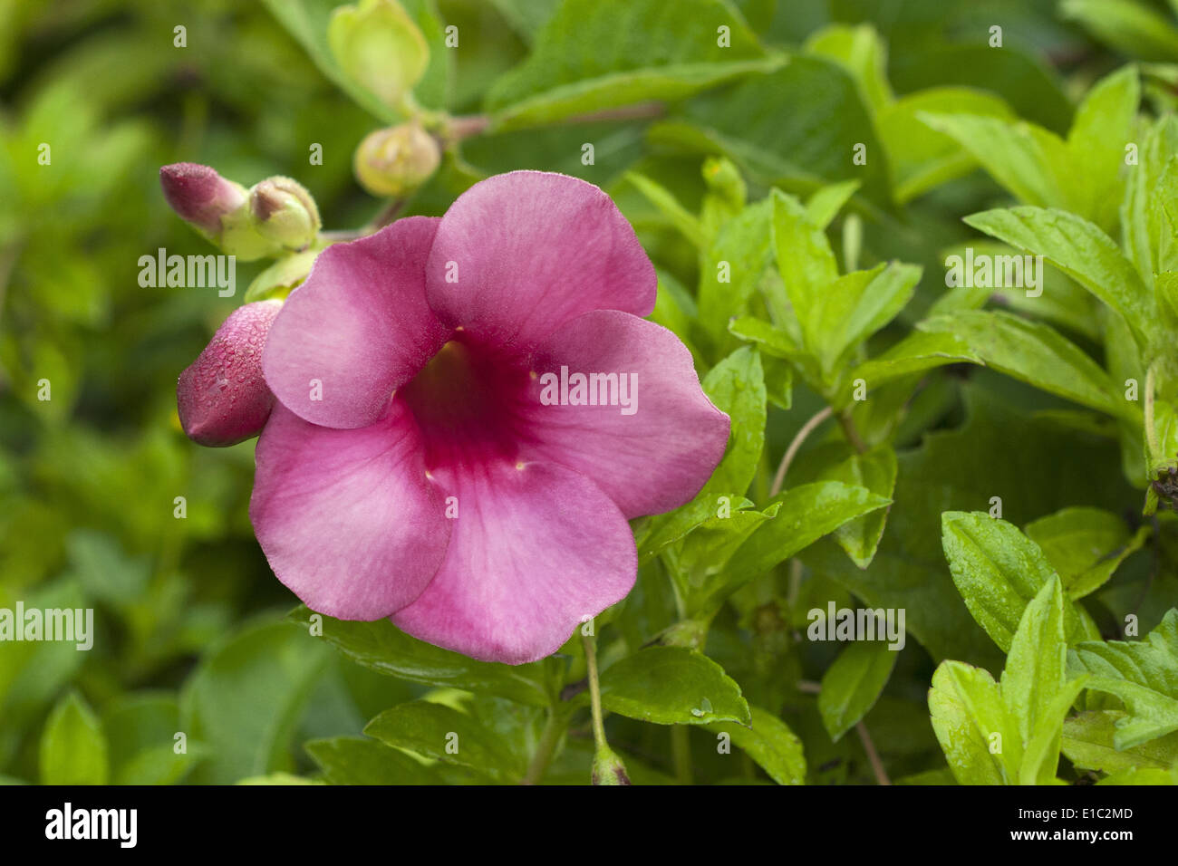 Eine ornamentale Blumenarten, Goa, Indien Stockfoto
