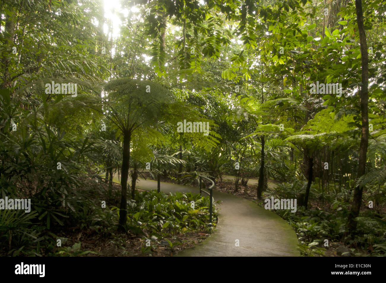 Regenwaldwanderung in Kuala Lumpur, Malaysia Stockfoto