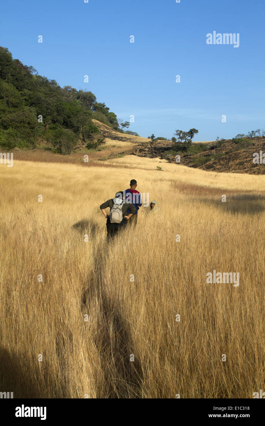 Plateau-Gras- und Umfrage-Team auf einem hohen Altitiude-Plateau in Dandeli Anshi Tiger Reserve, Karnataka, Indien Stockfoto