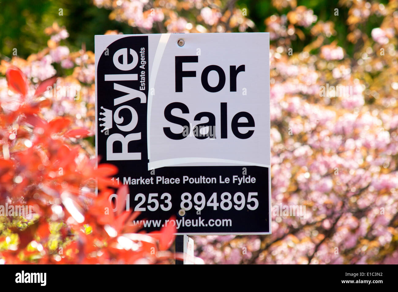 Haus zu Verkaufen Schild gegen die Feder Cherry Blossom Stockfoto