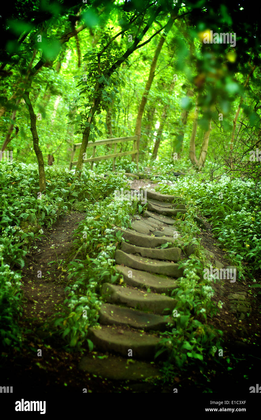 Alte Steintreppen im Waldgebiet Englands Stockfoto