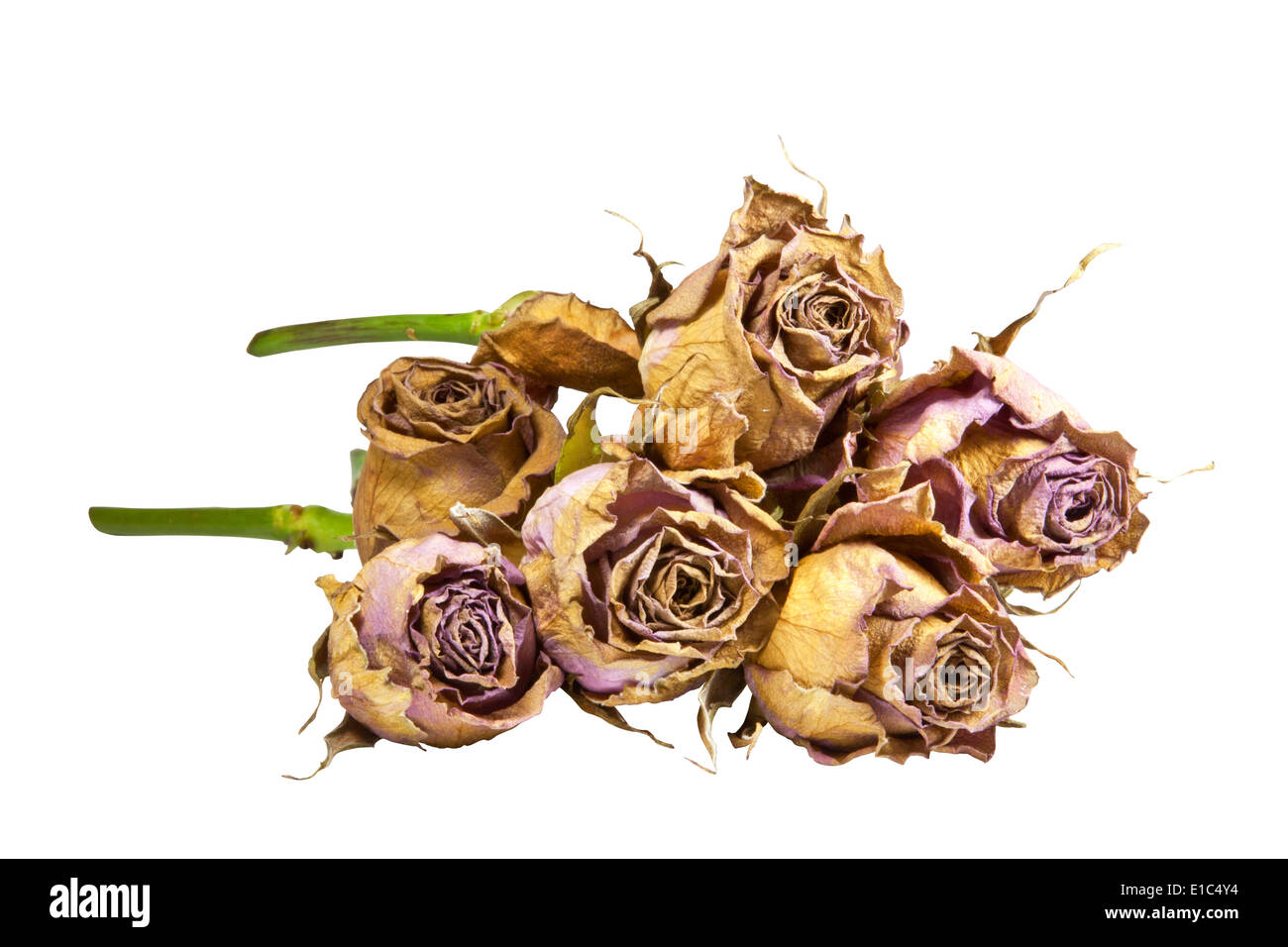 Bündel des Sterbens lila Rosen mit grünen Stängel Stockfoto