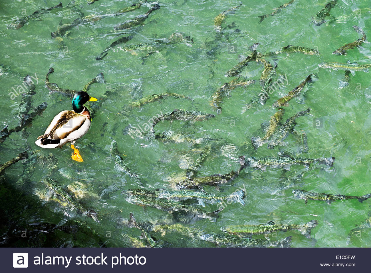 54+ Forelle Im Teich, Für die haltung im gartenteich eignet sich das.