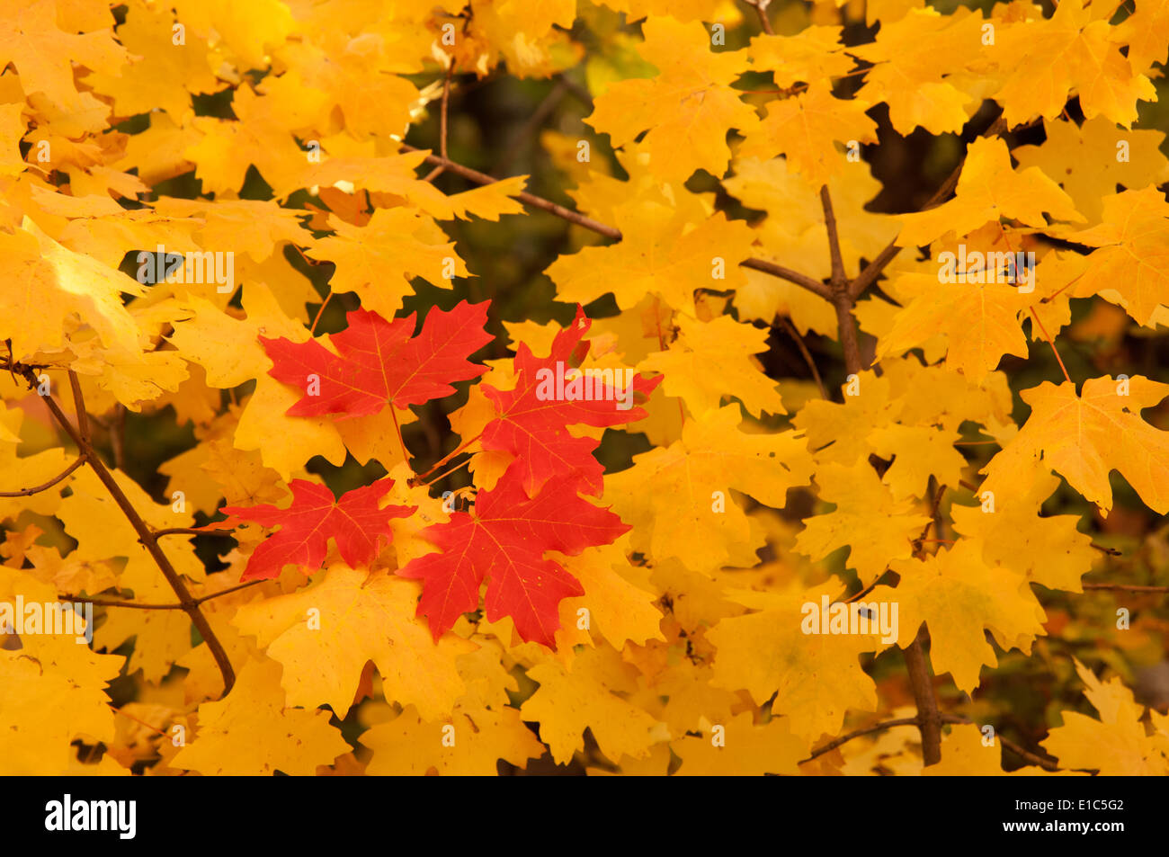Anschauliche Ahornblätter farbige im Herbst. Stockfoto