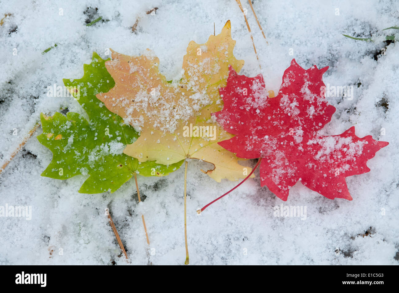 Anschauliche farbige Ahornblätter auf Schnee liegen. Stockfoto