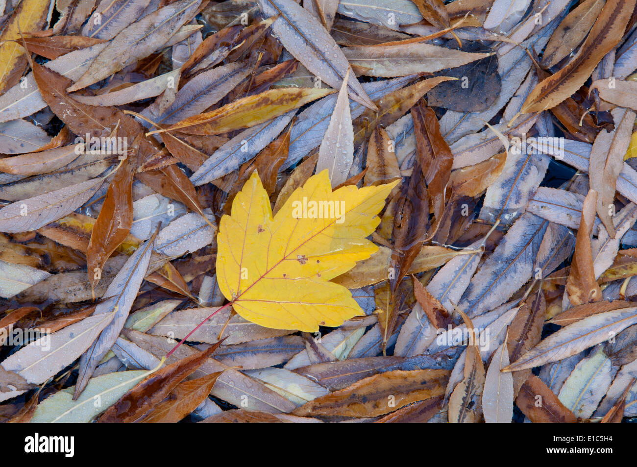 Ein einzelnes Blatt oben auf einem Stapel der Blätter im Herbst. Stockfoto