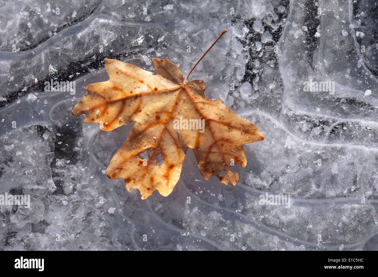 Ein Ahornblatt in Herbstfarben auf Eis. Stockfoto