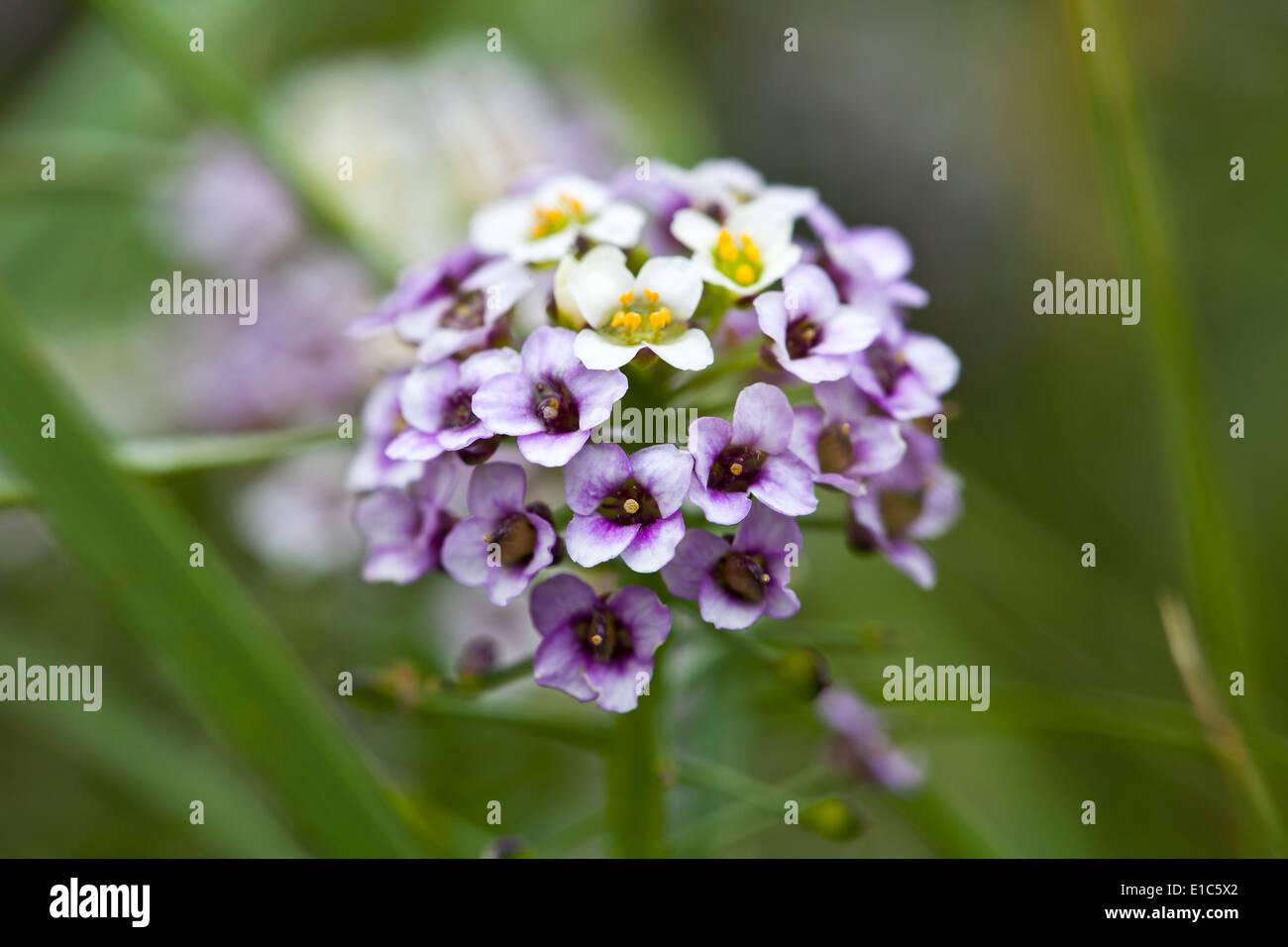 Verbrannt candytuft Stockfoto